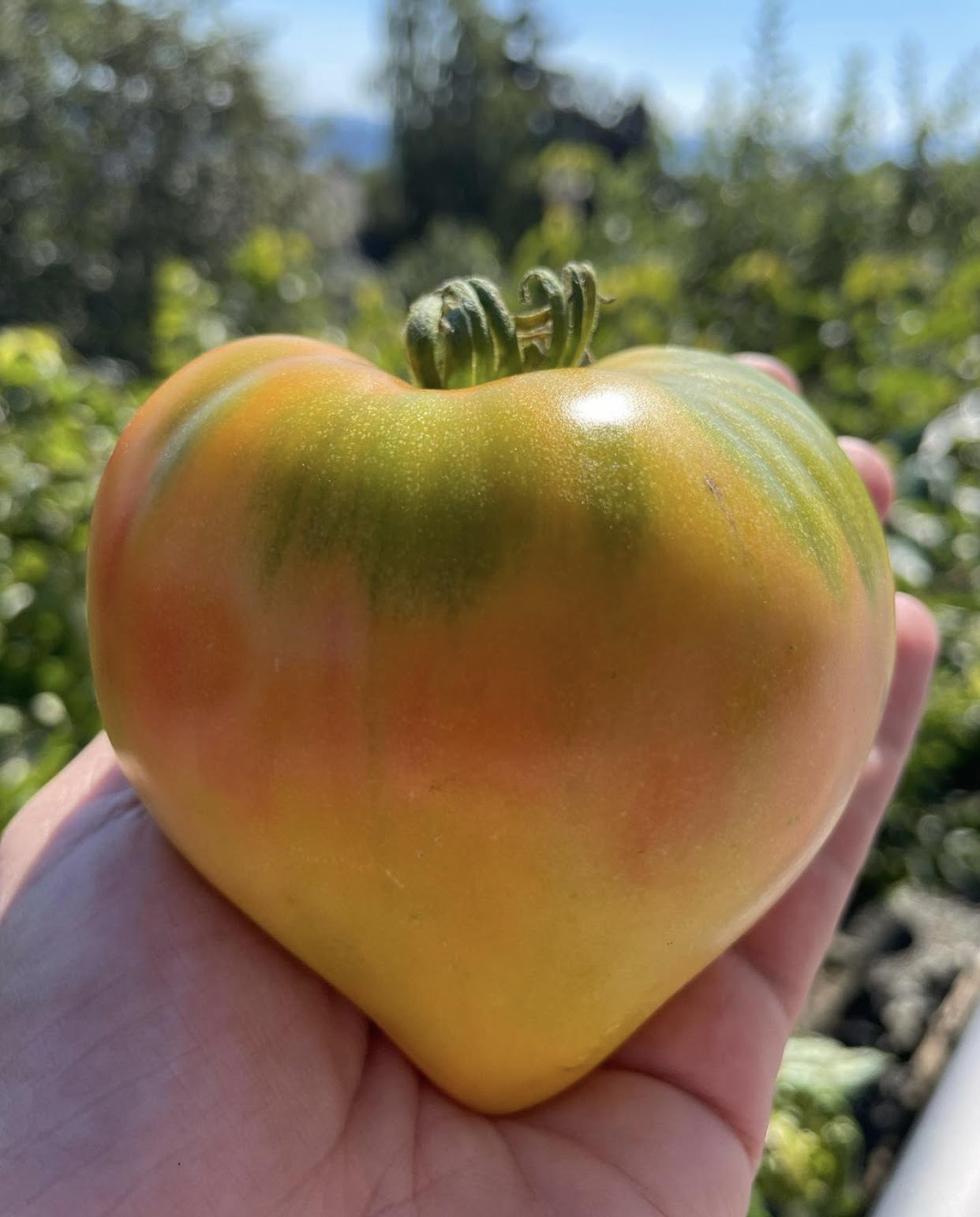 Oxheart: Midnight Sun Indeterminate Tomato Seeds