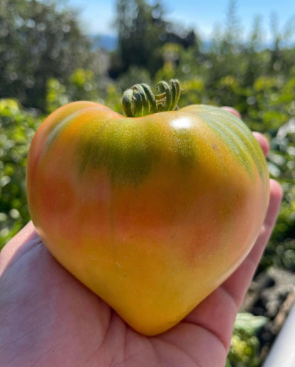 Oxheart: Taiga Indeterminate Tomato Seeds