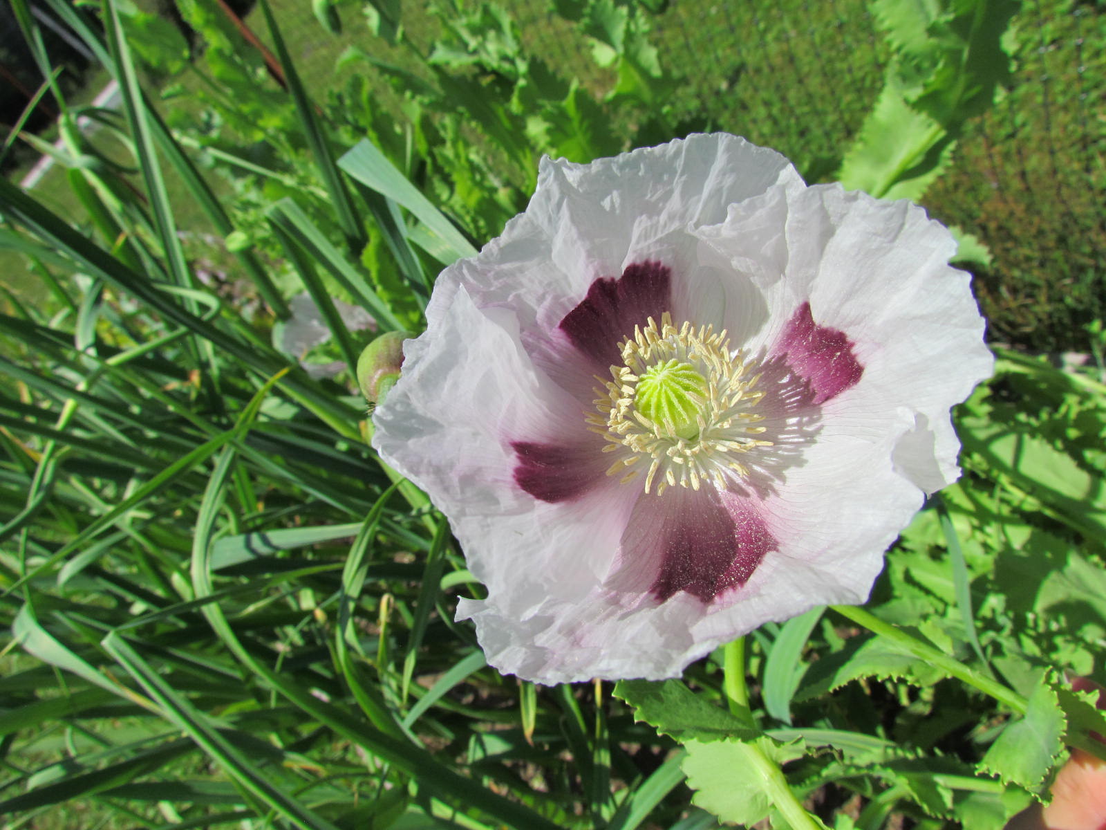 Poppy Ziar Blue Breadseed Seeds
