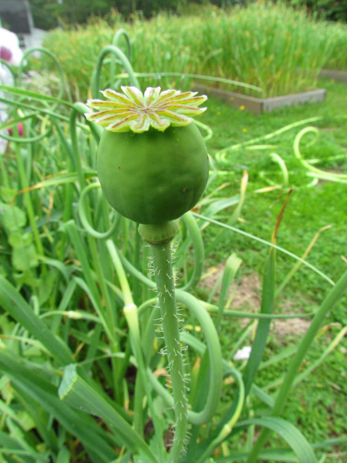 Poppy Ziar Blue Breadseed Seeds