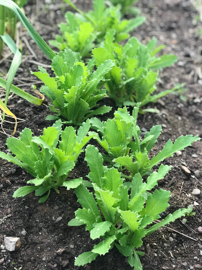 Poppy Ziar Blue Breadseed Seeds