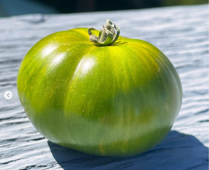 Wizard of Oz: Emerald City Dwarf Mini Beefsteak Tomato Seeds