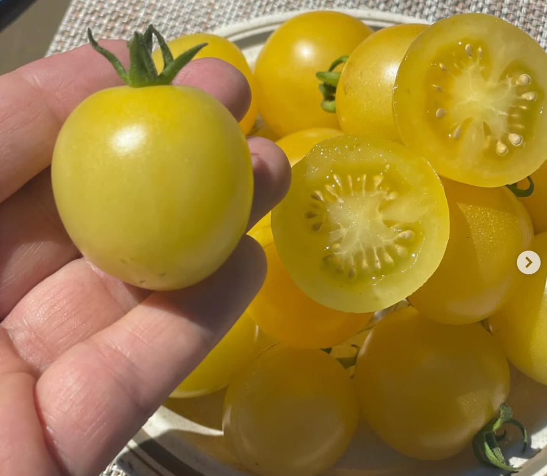 Nightingale Indeterminate Cherry Tomato Seeds