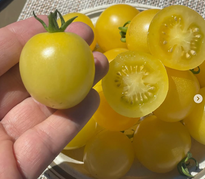 Nightingale Indeterminate Cherry Tomato Seeds