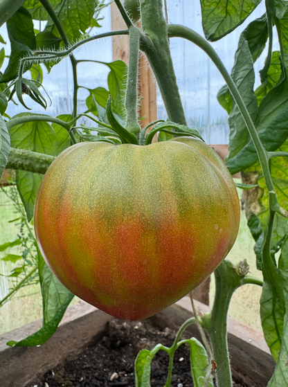 Oxheart: True Colours Indeterminate Tomato Seeds