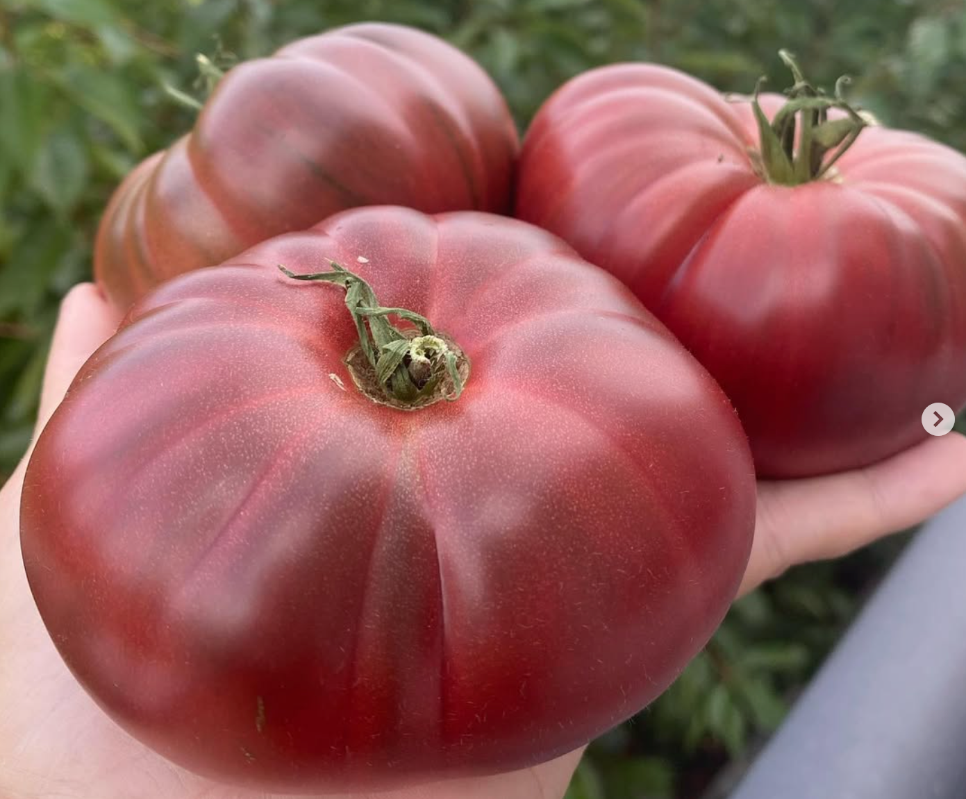 Beefsteak: Polaris Indeterminate Tomato Seeds