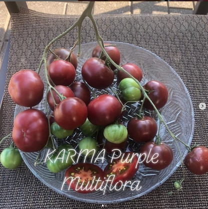 Karma: Purple Multiflora Indeterminate Cocktail Tomato Seeds