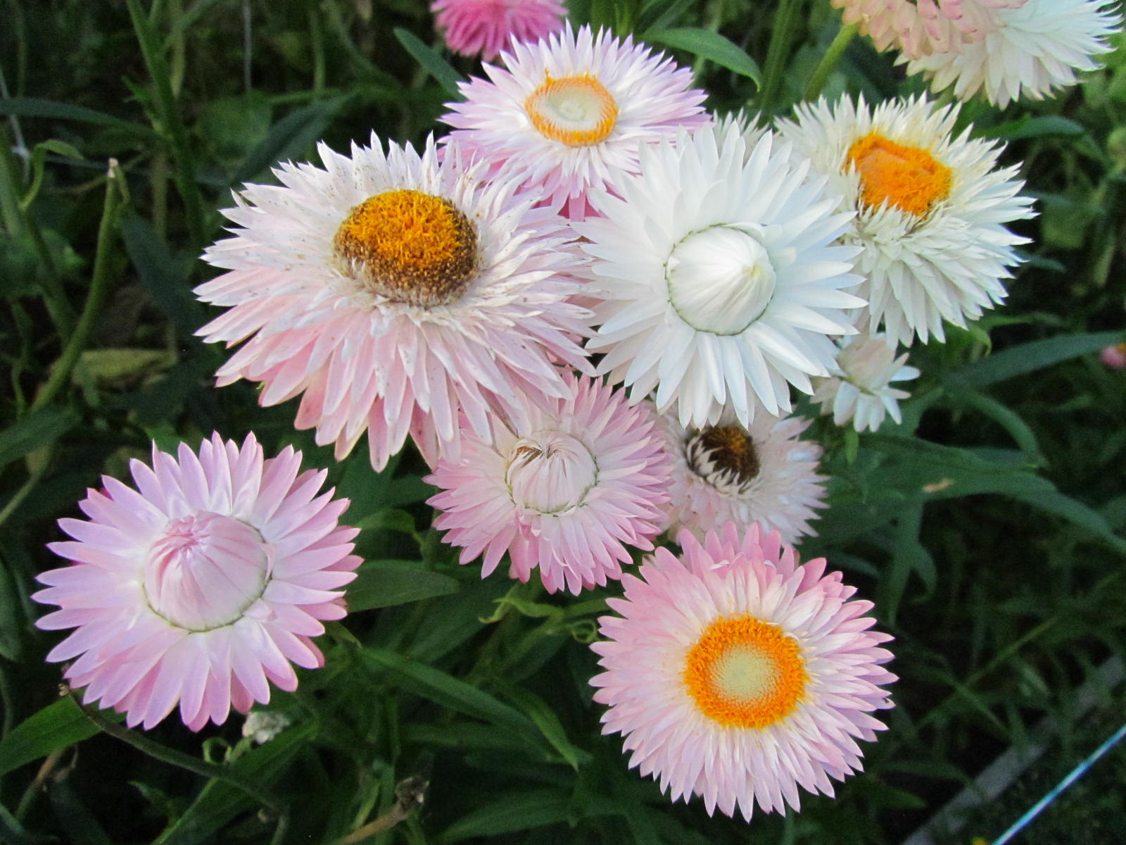 Strawflower Silvery Rose Seeds
