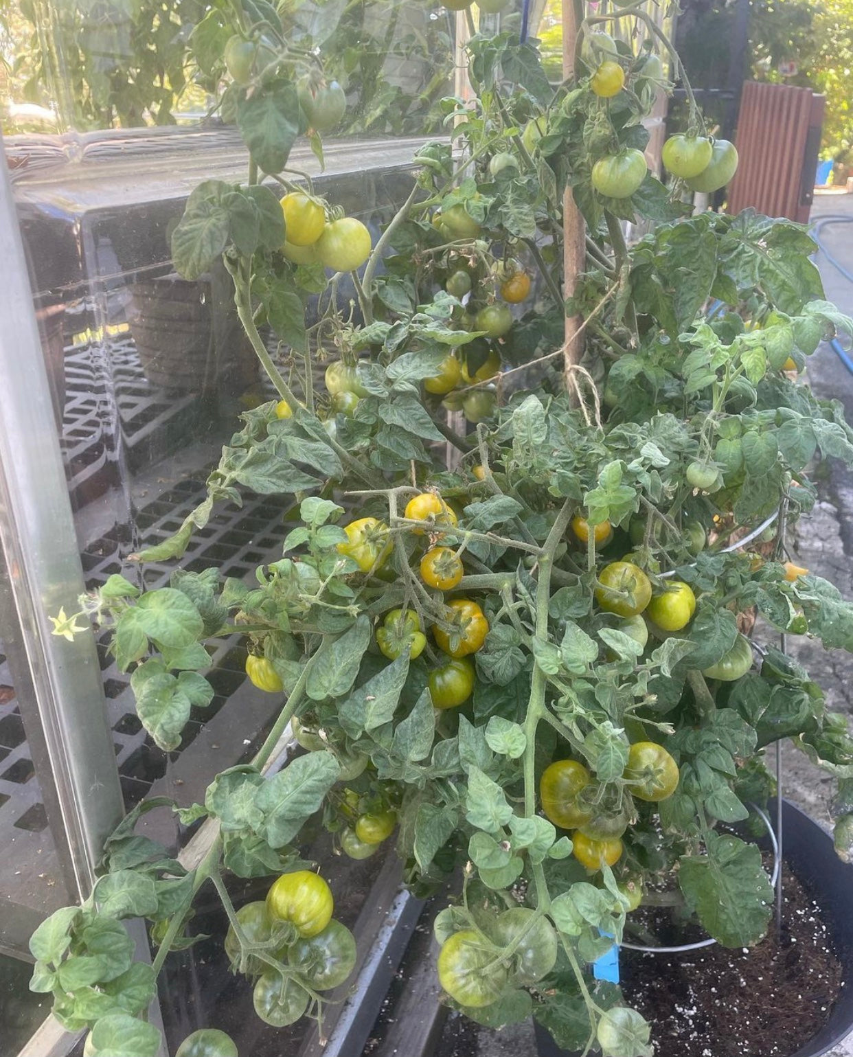 Sweet Baby Jade Dwarf Cherry Tomato Seeds