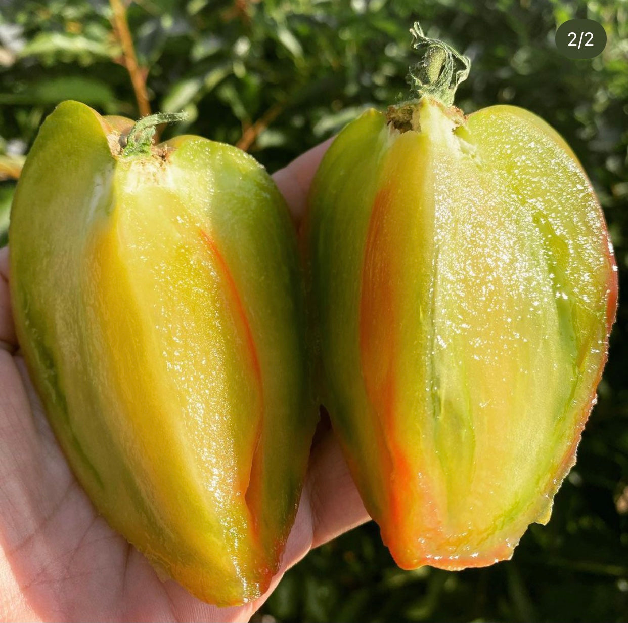 Oxheart: Taiga Indeterminate Tomato Seeds