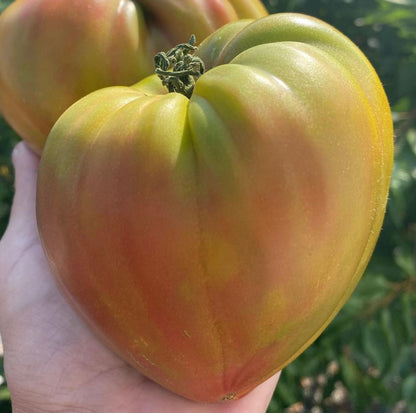 Oxheart: Taiga Indeterminate Tomato Seeds