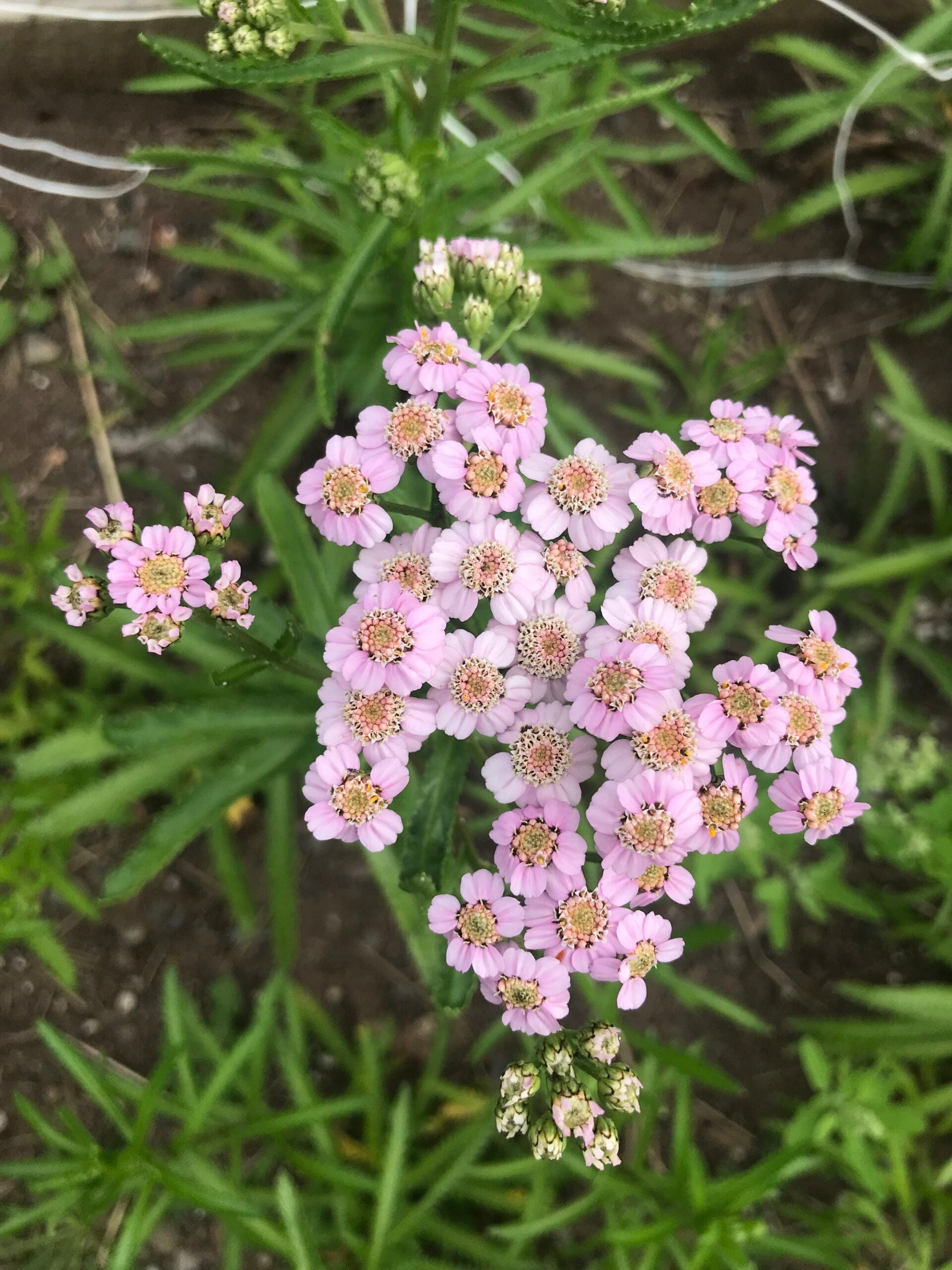 Yarrow Love Parade