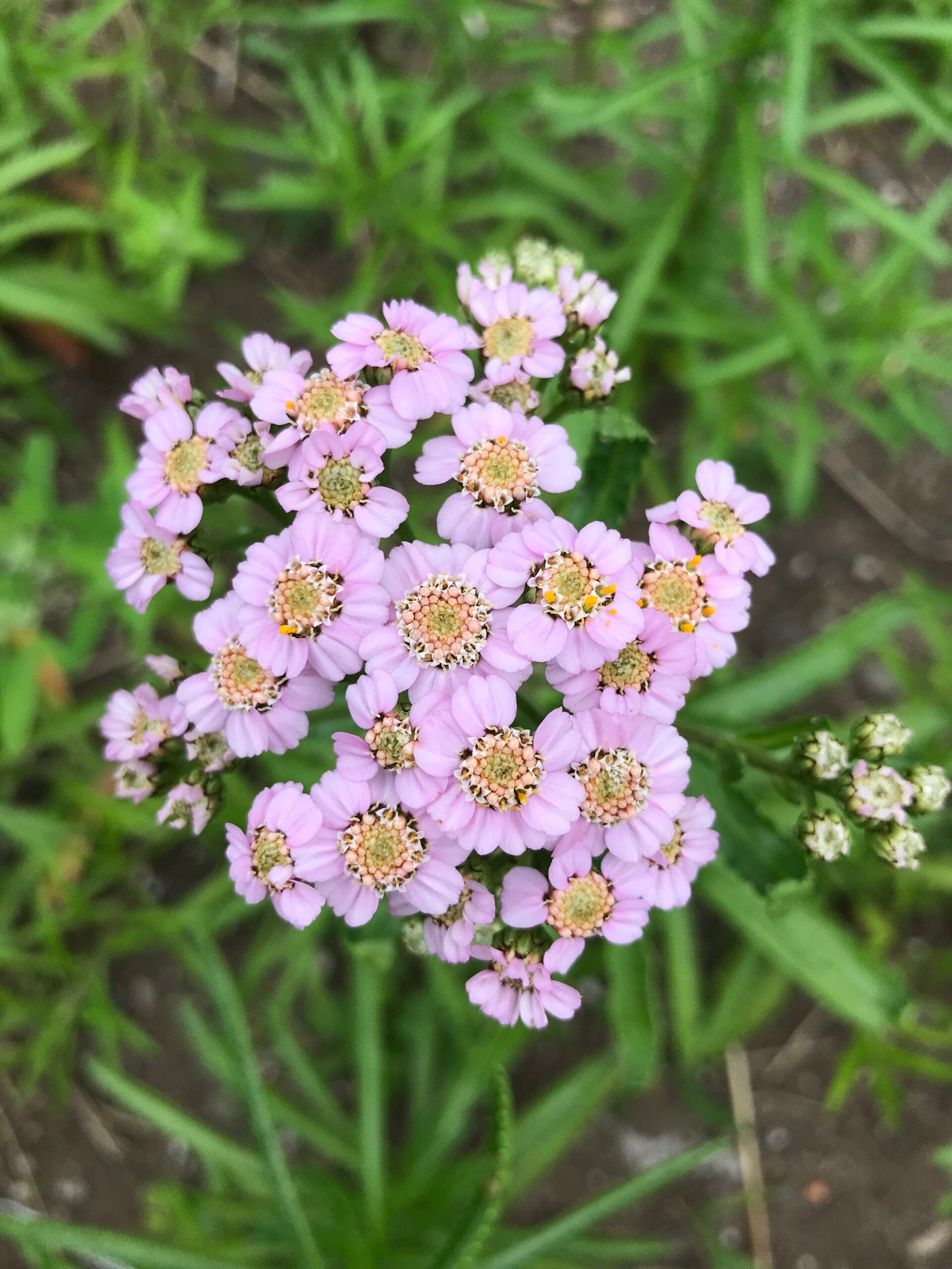 Yarrow Love Parade