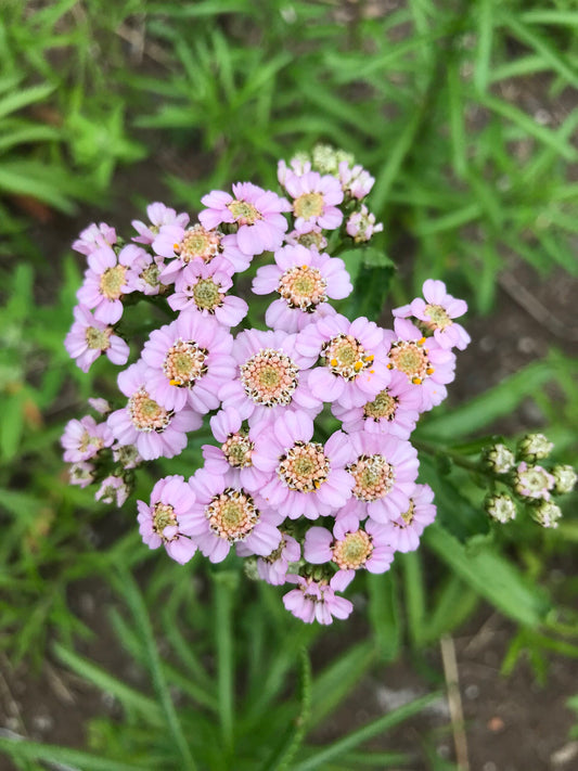 Yarrow Love Parade