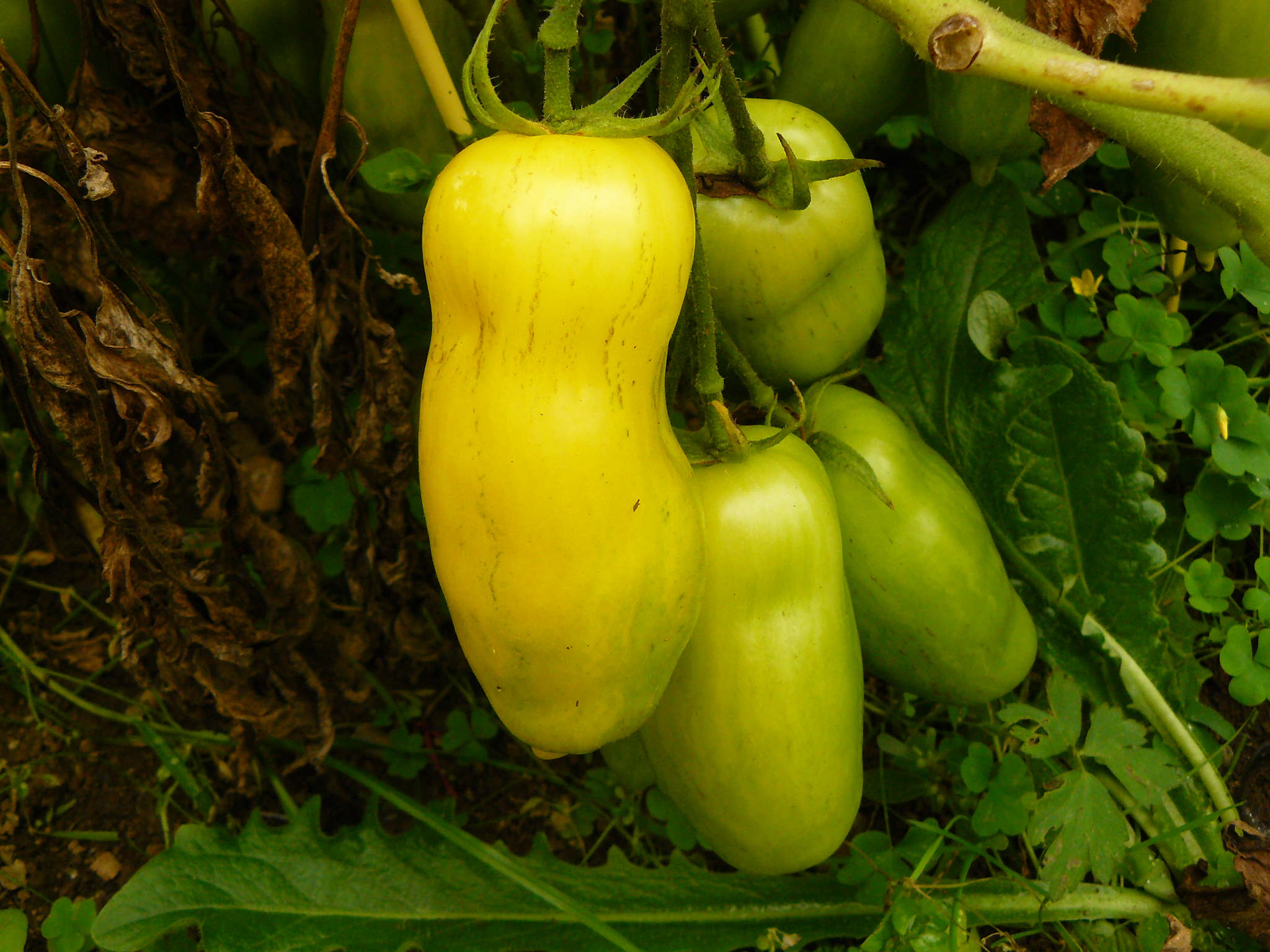 Banana Legs Yellow Paste Tomato Seeds
