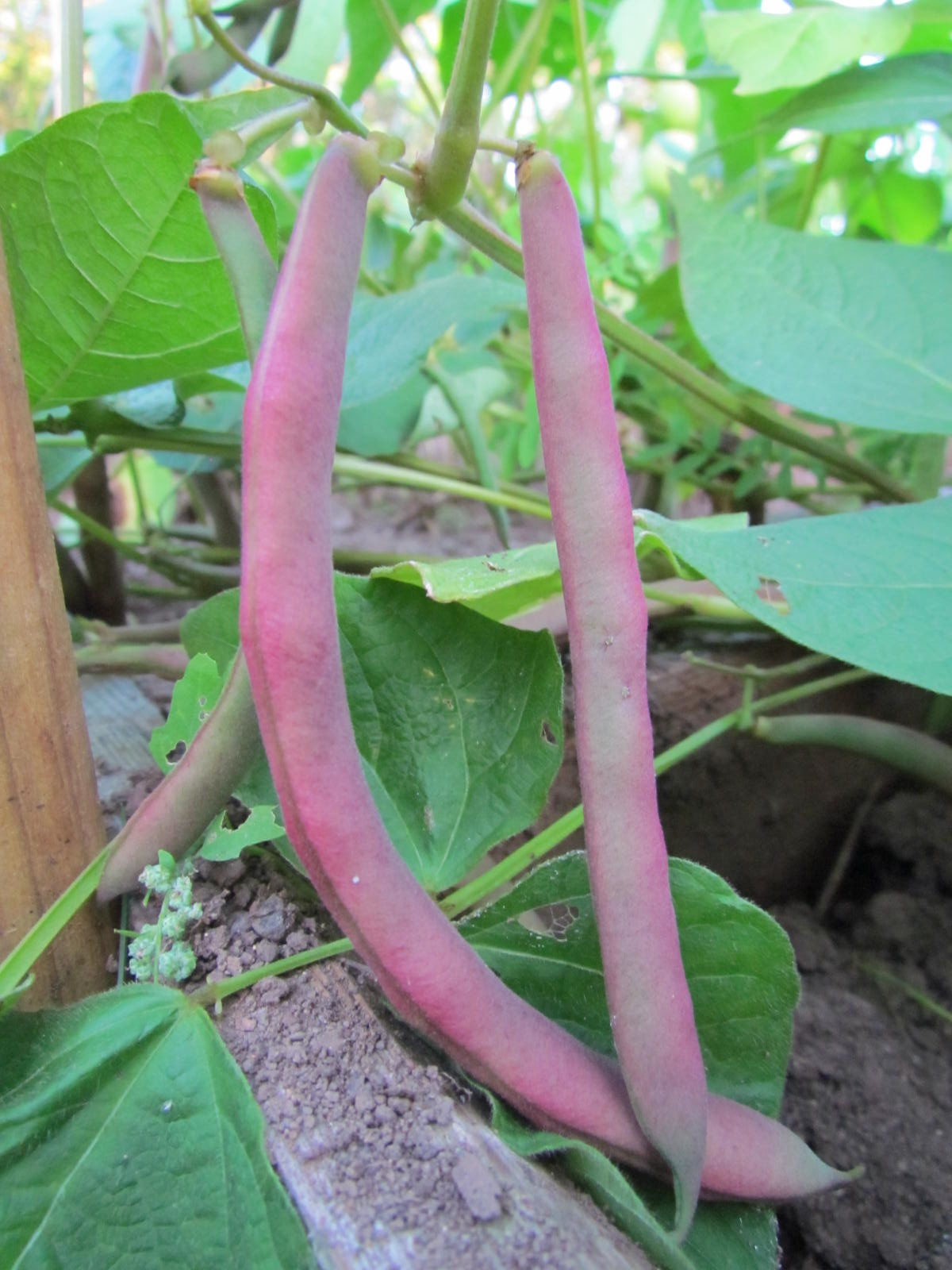 Tanya's Pink Pod Bush Bean Seeds