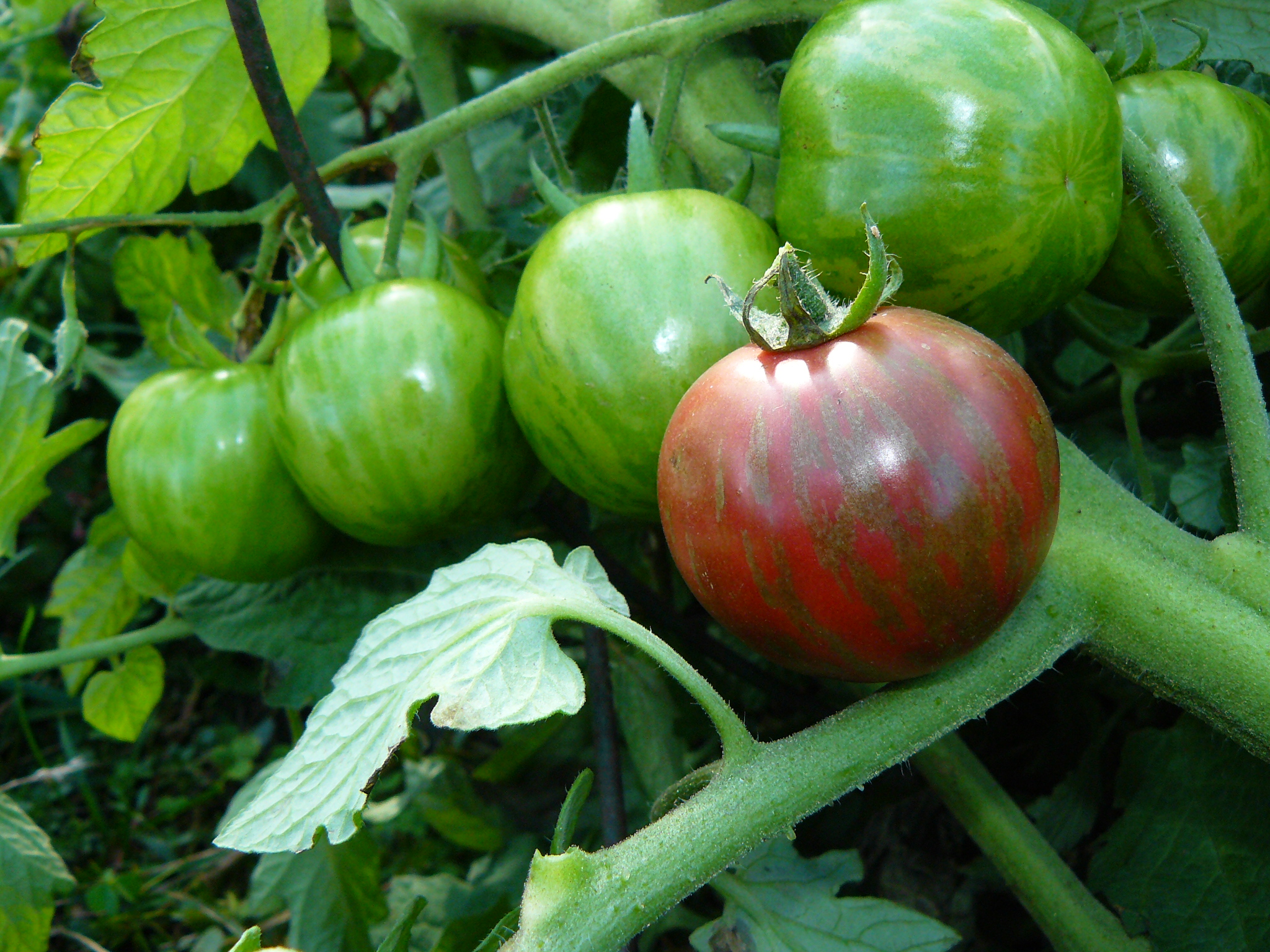 Black Vernissage Indeterminate Tomato Seeds