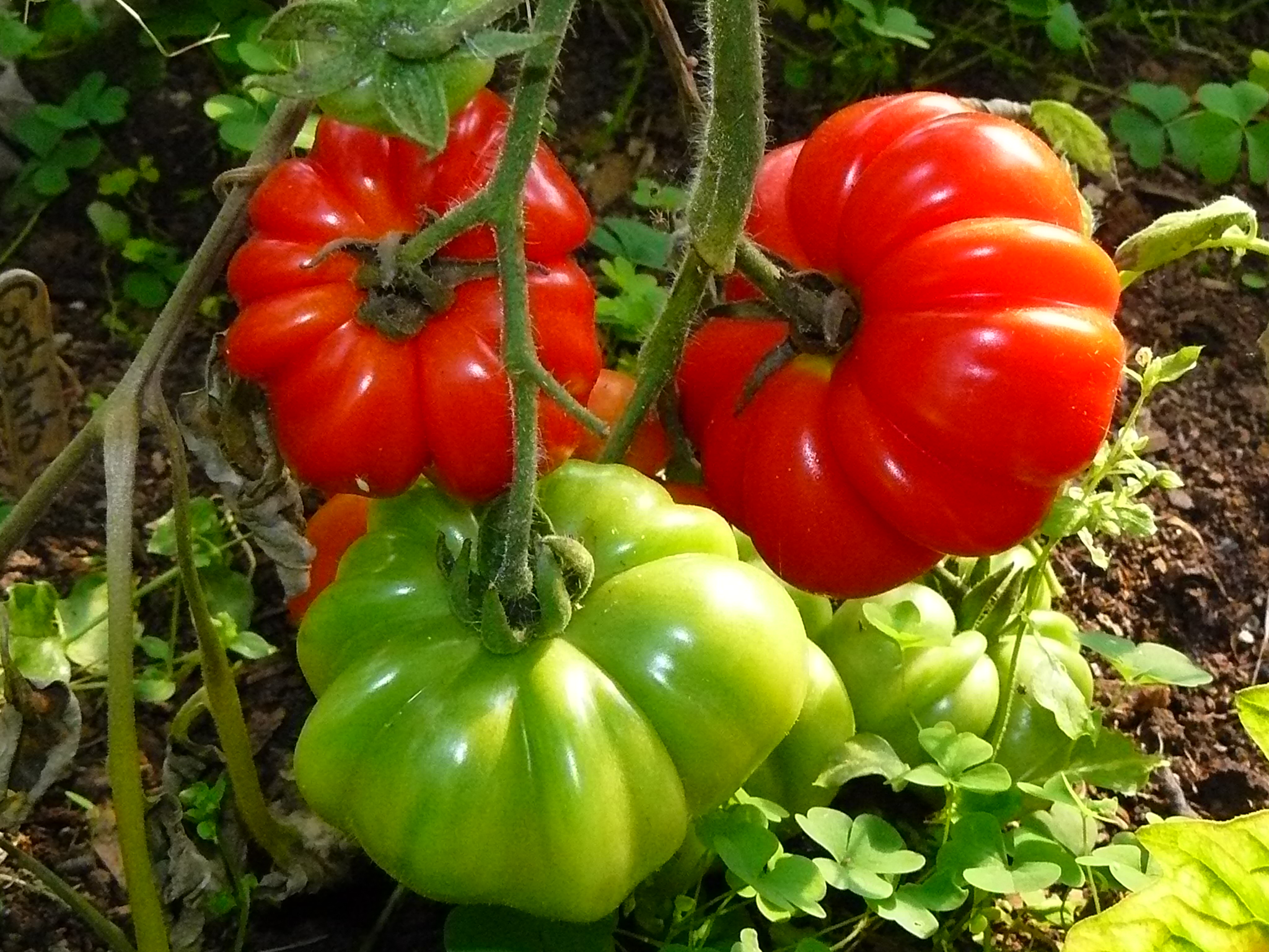 Costoluto Genovese Indeterminate Tomato Seeds