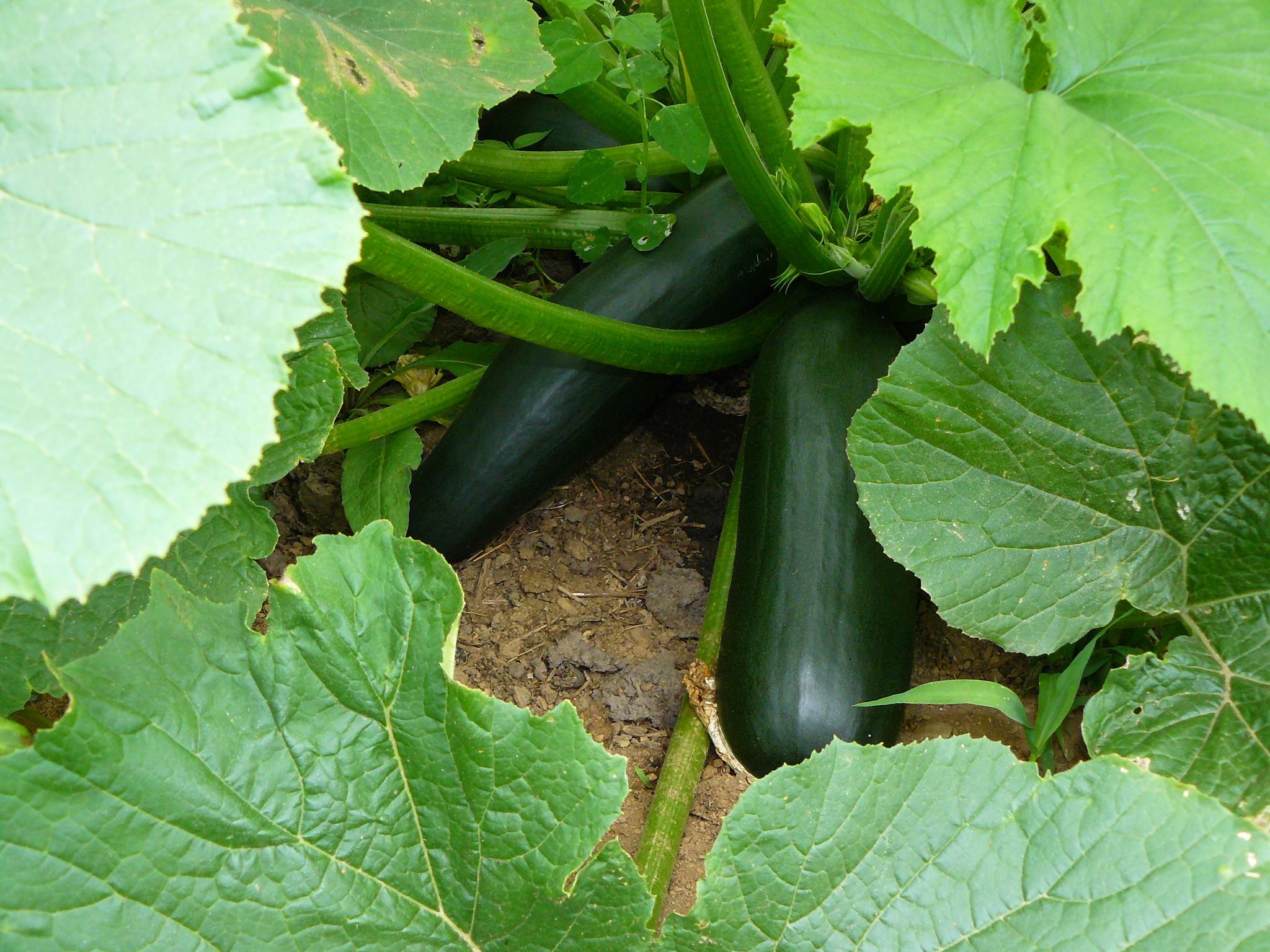 Dark Green Zucchini Summer Squash Seeds