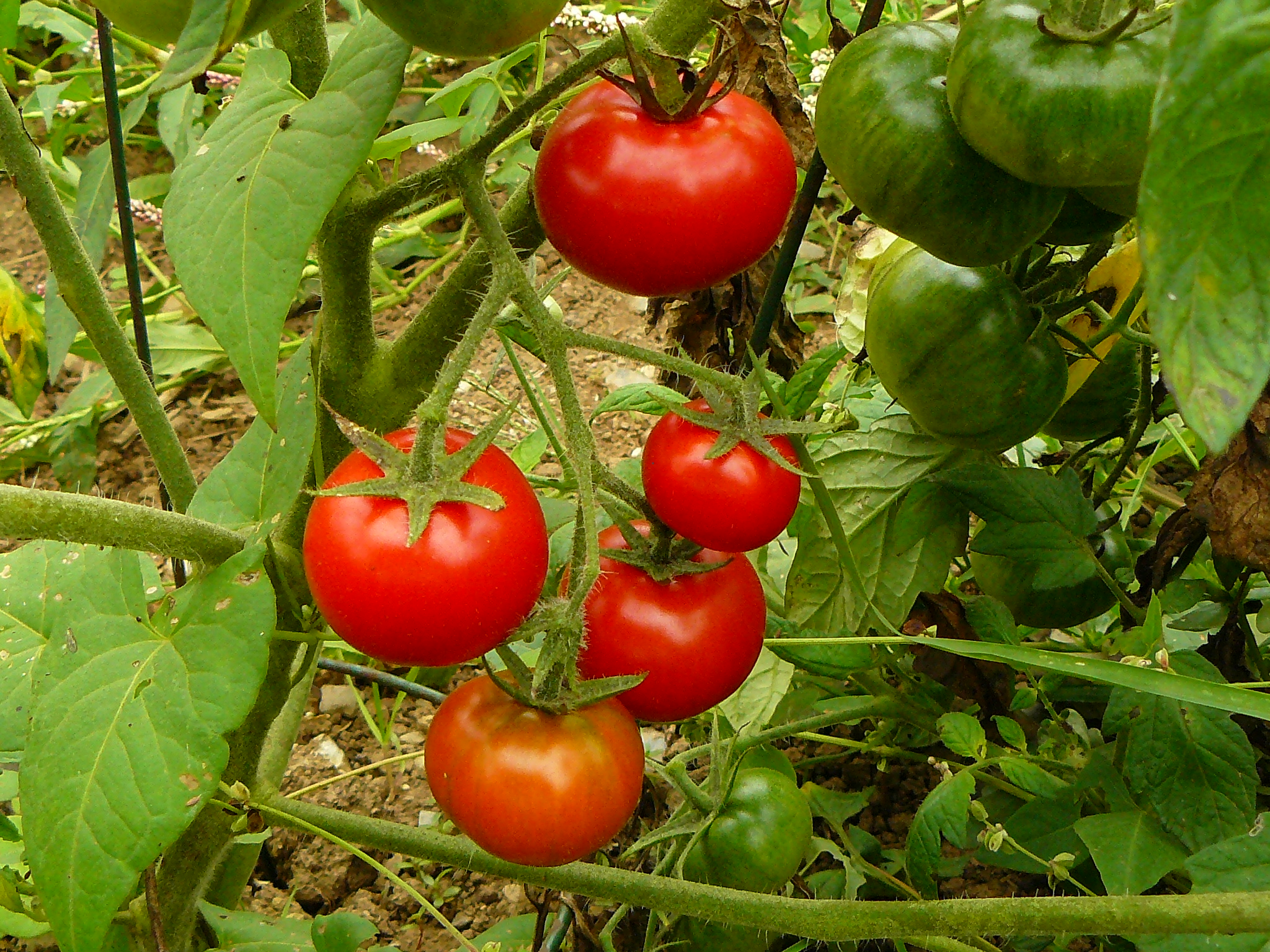 Reliable Reds Early Determinate Tomato Seeds Mix