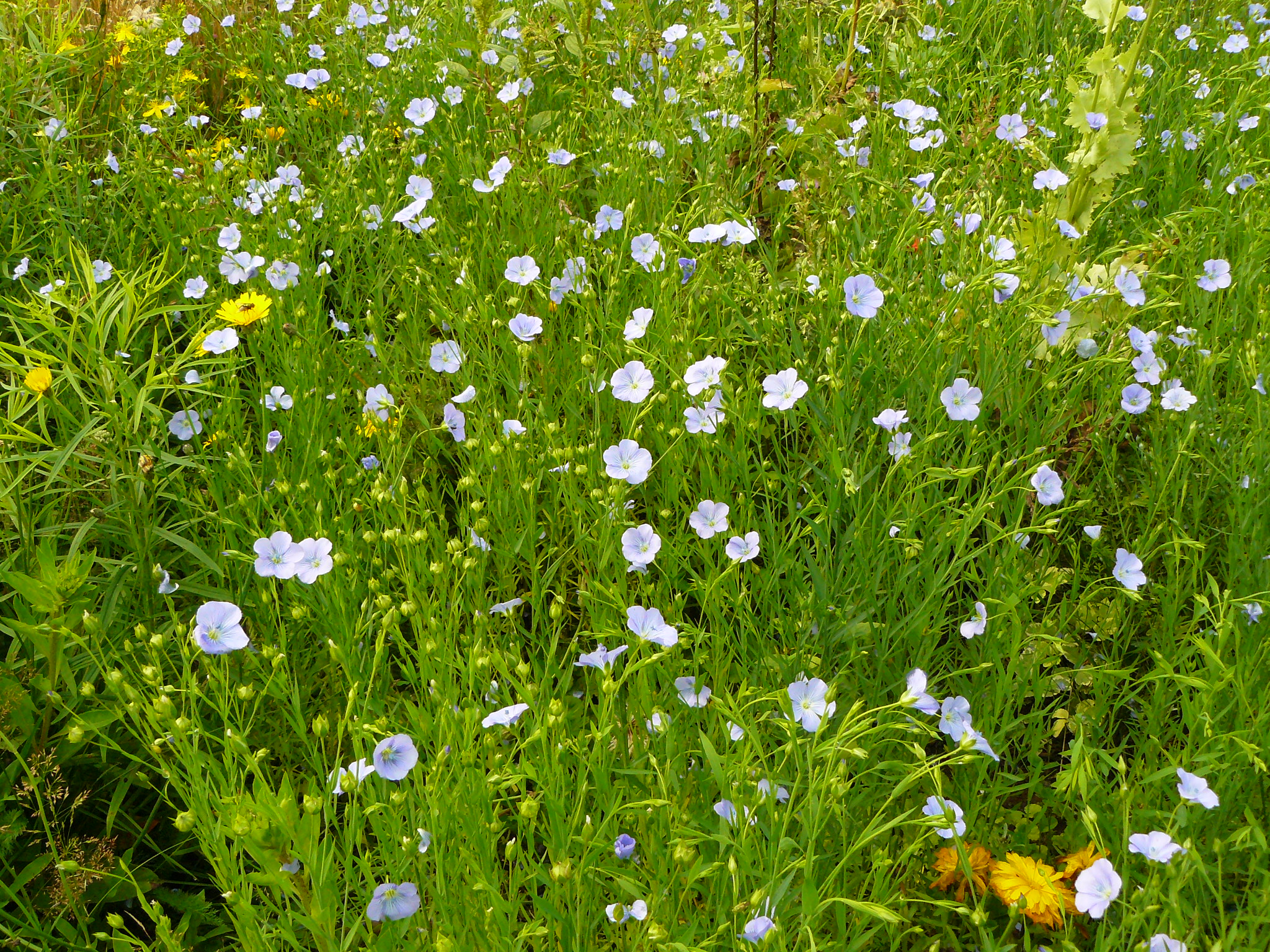 Golden Sky Blue Flax Seeds