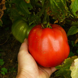 Tomatoes - Paste