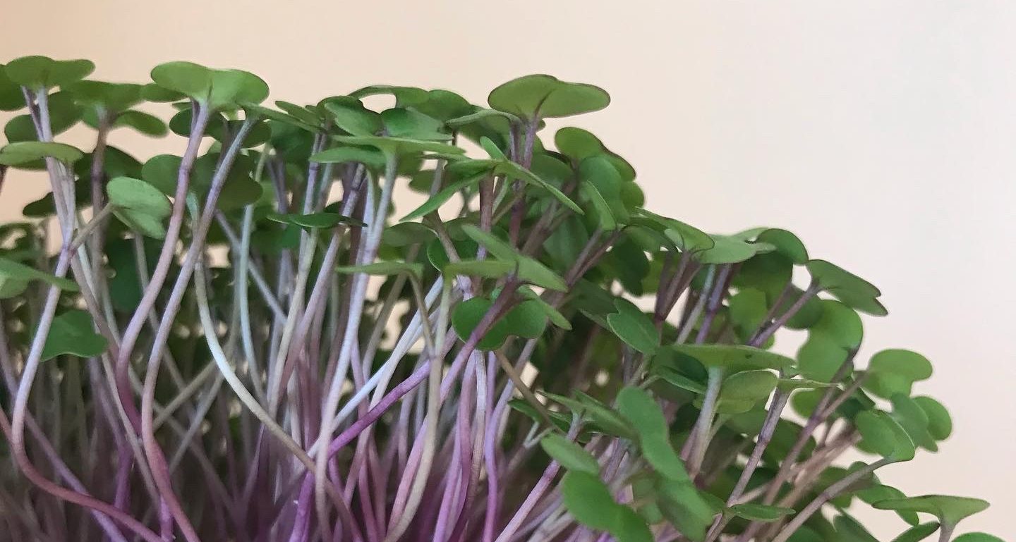 Purple Kohlrabi and Kale Microgreens Seeds