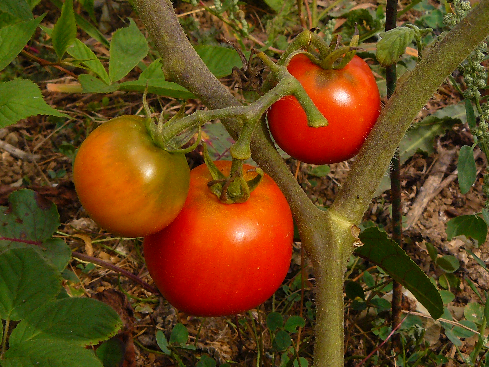 Marglobe Determinate Slicing Tomato Seeds