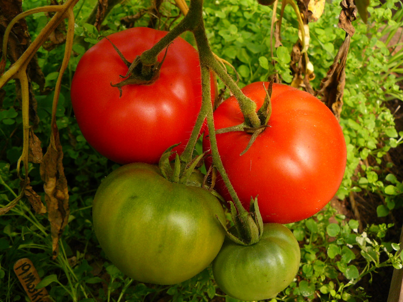 Moskvich Early Indeterminate Slicing Tomato Seeds Sow Local Seeds