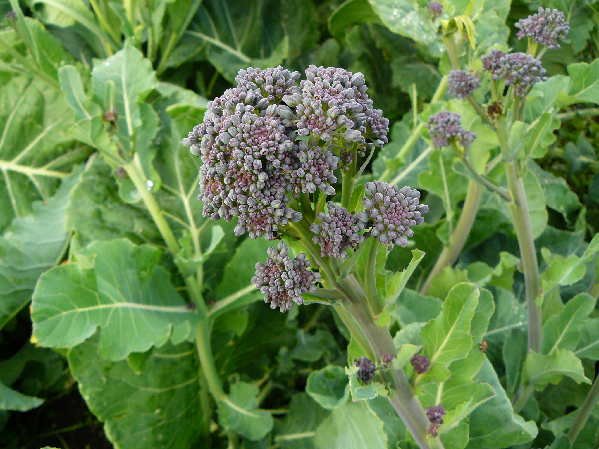 Early Purple Sprouting Broccoli Seeds