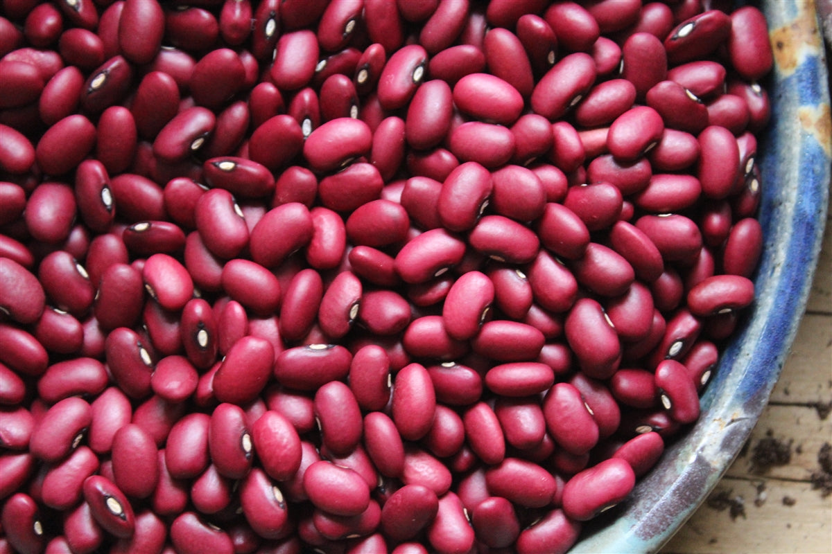 Shuswap Red Dry Bush Bean Seeds