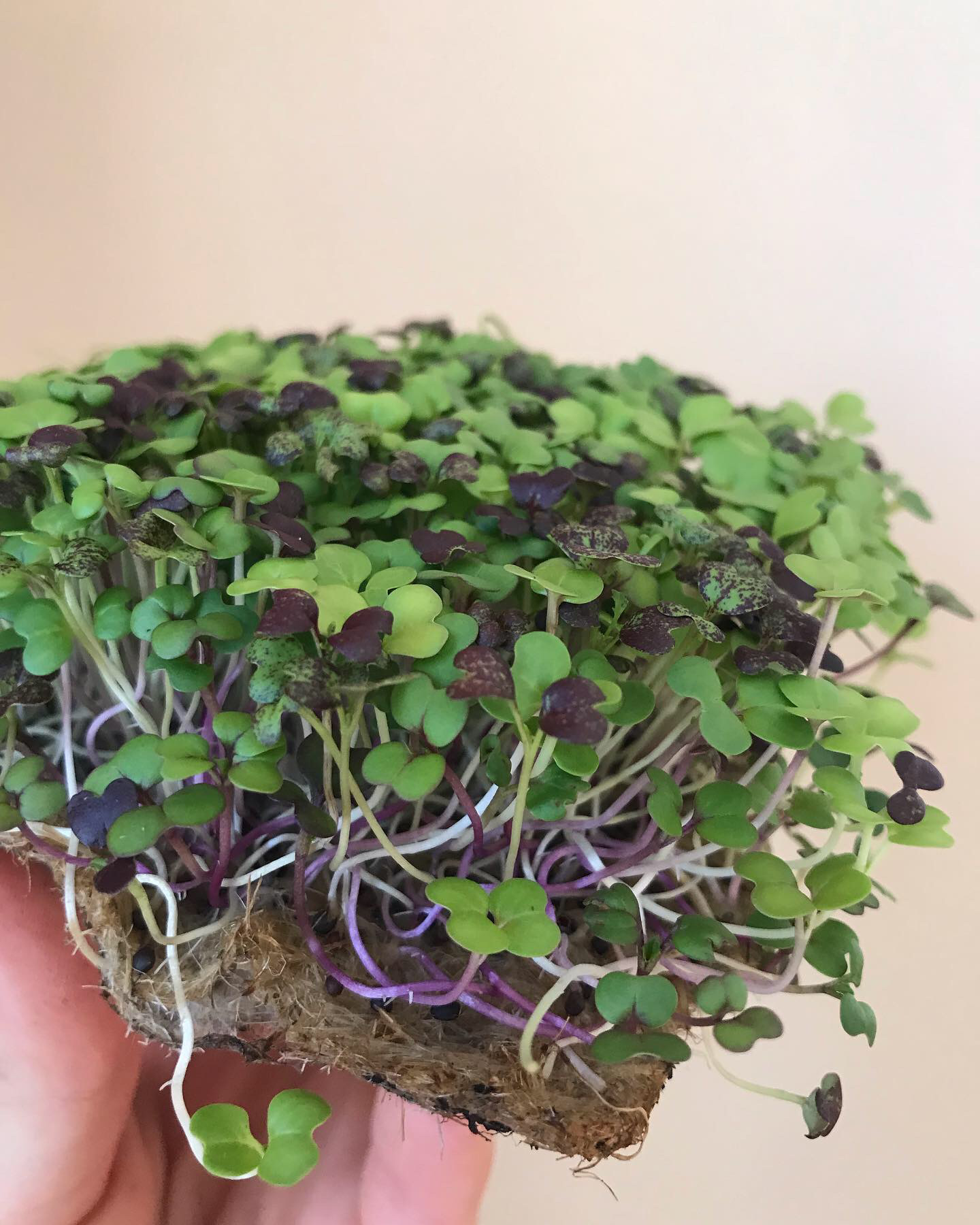 Brassicas Sweet and Spicy Microgreens Seeds