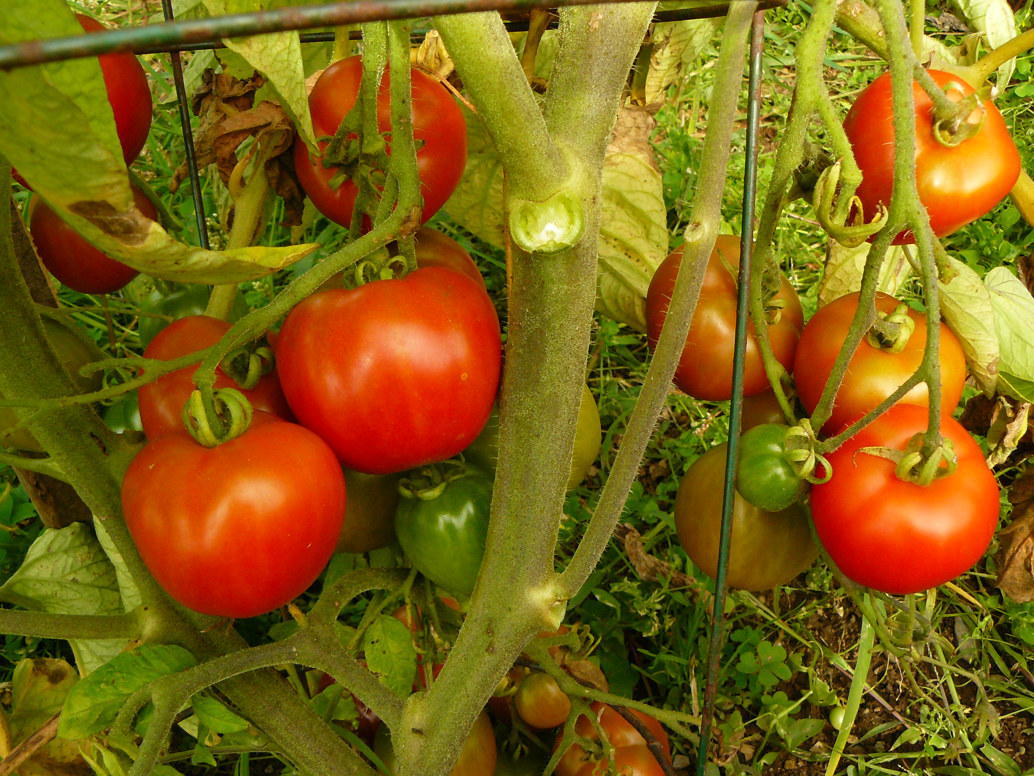 Reliable Reds Early Indeterminate Tomato Seeds