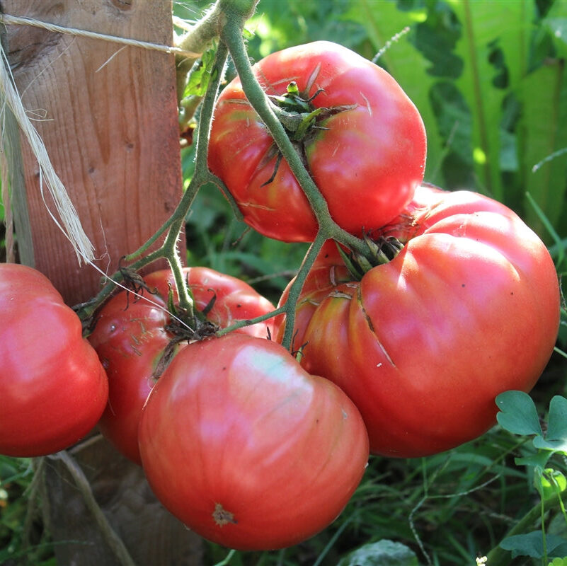 Wentzell Pink Beefsteak Indeterminate Tomato Seeds