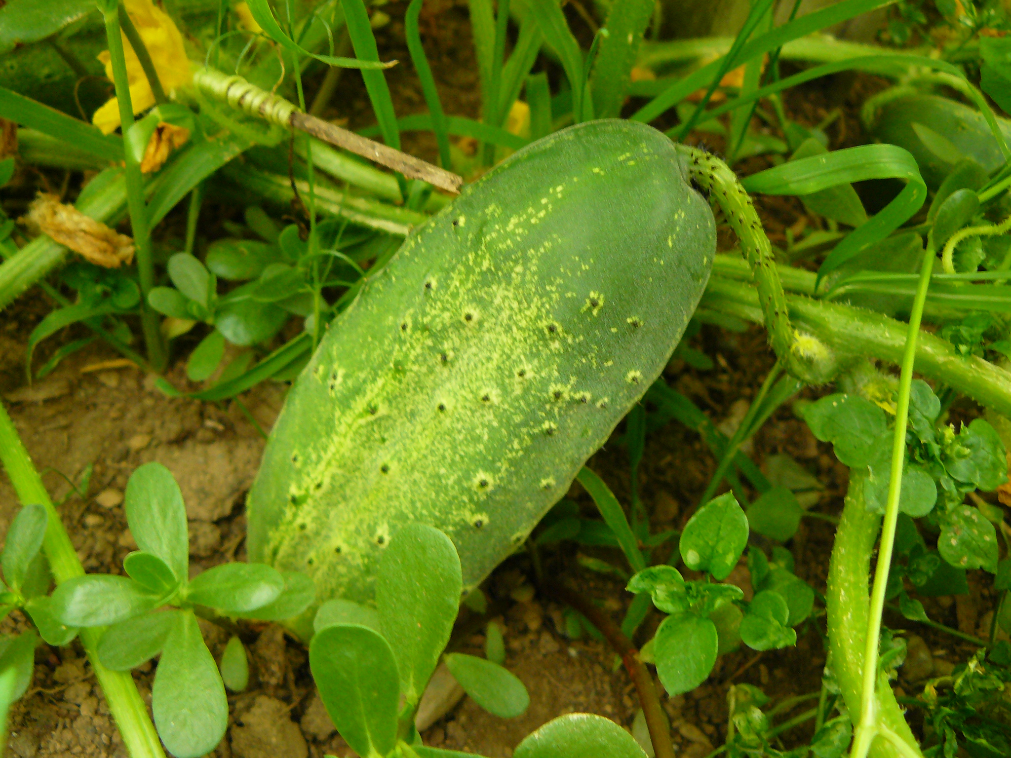 Wisconsin Pickling SMR58 Cucumber Seeds