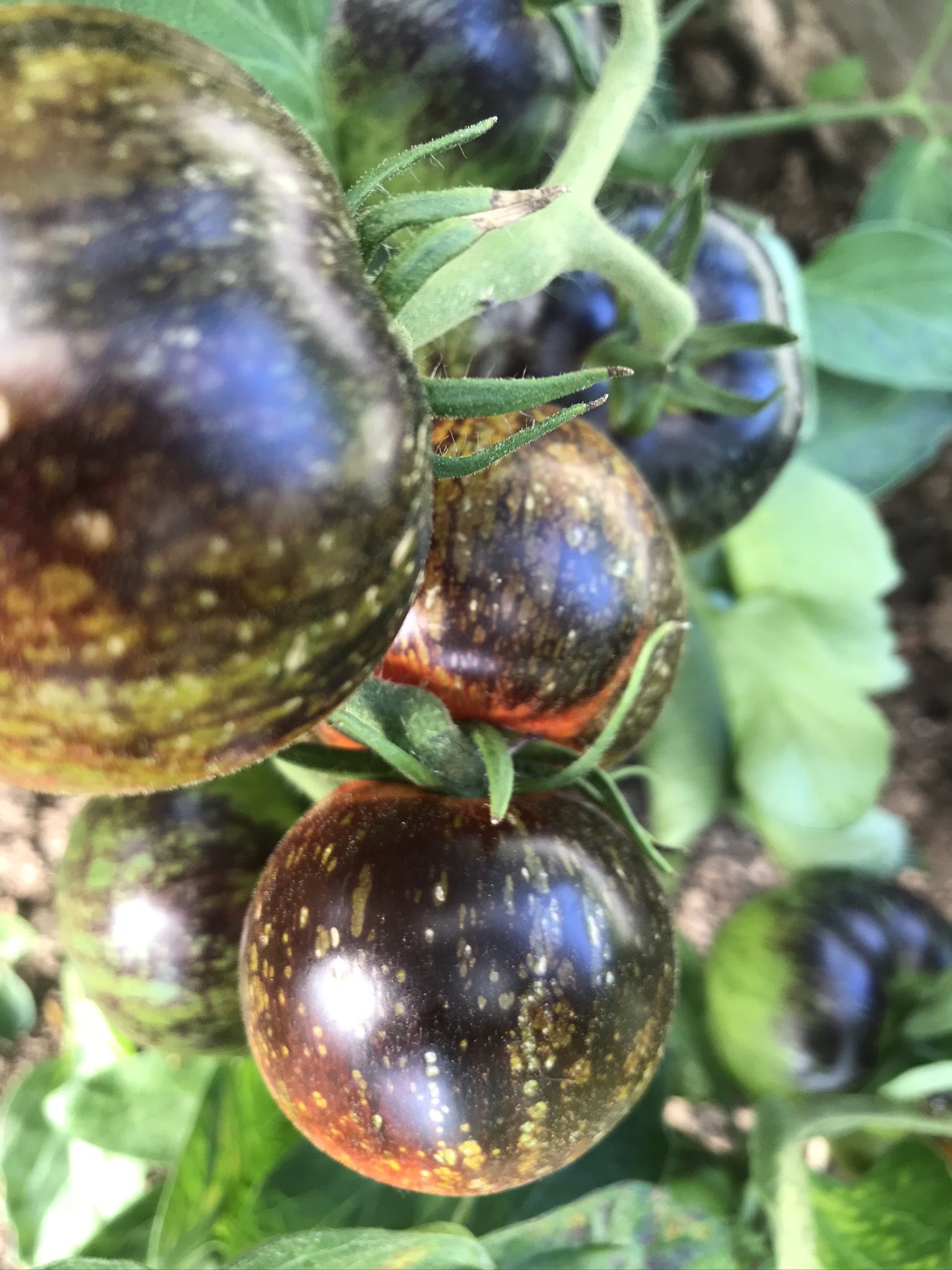 Dark Galaxy Indeterminate Slicing Tomato Seeds