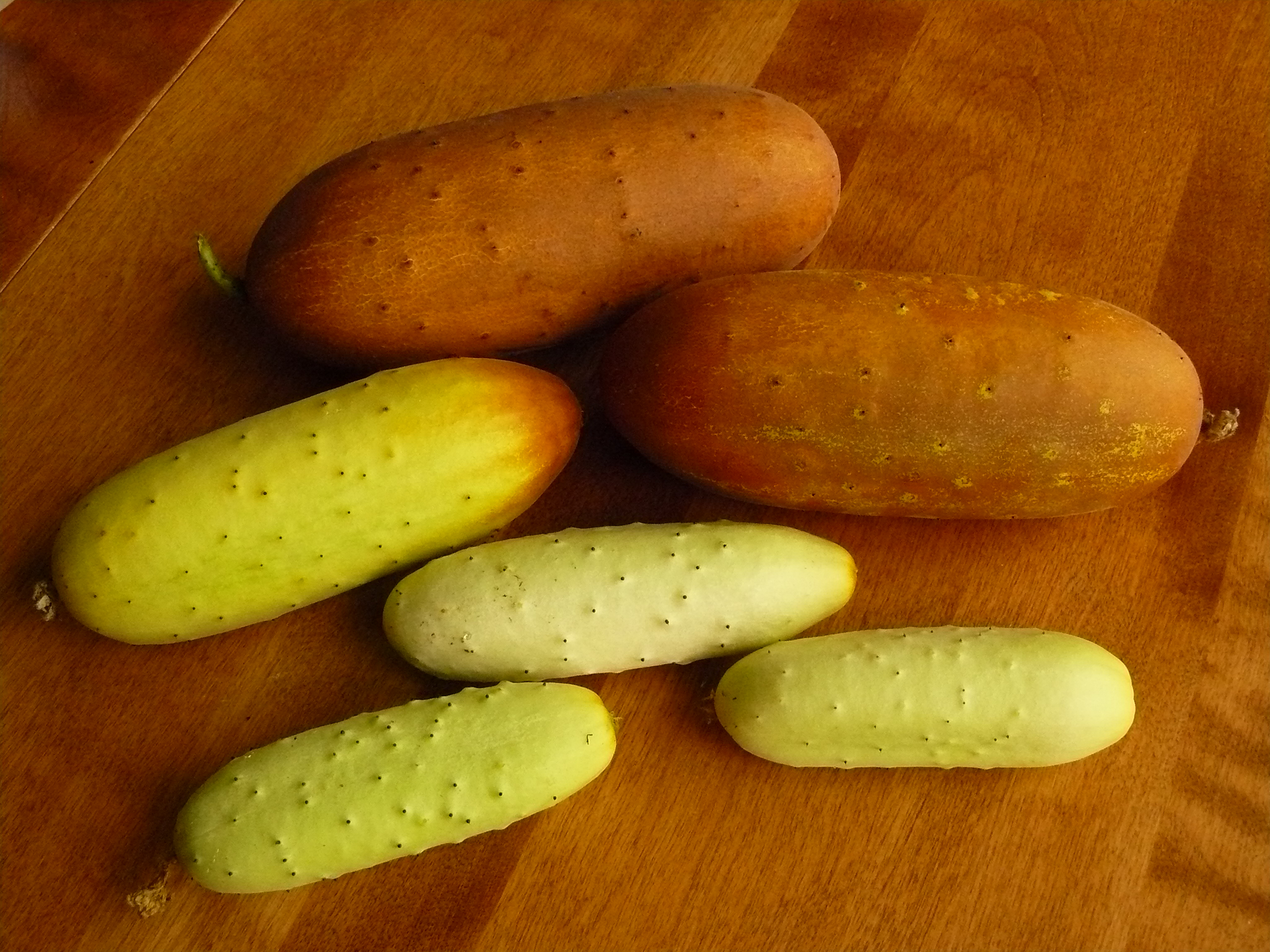 Poona Kheera Cucumber Seeds