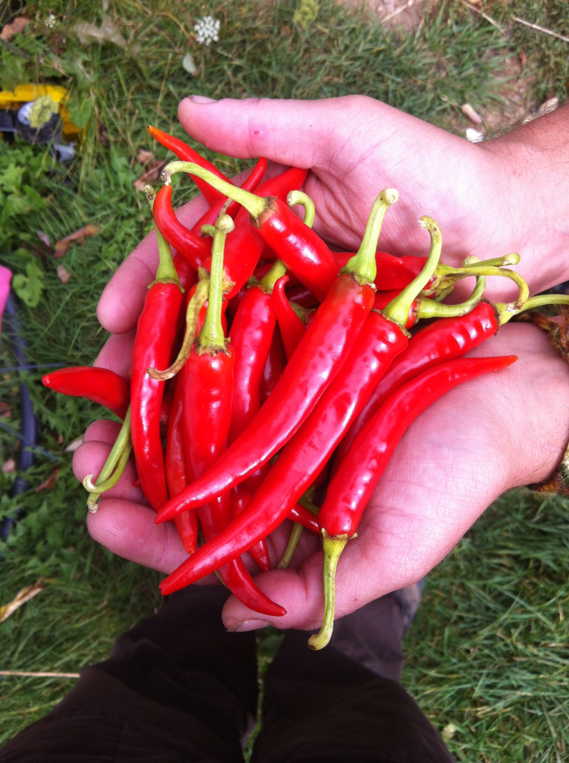 Ring of Fire Cayenne Hot Chili Pepper Seeds