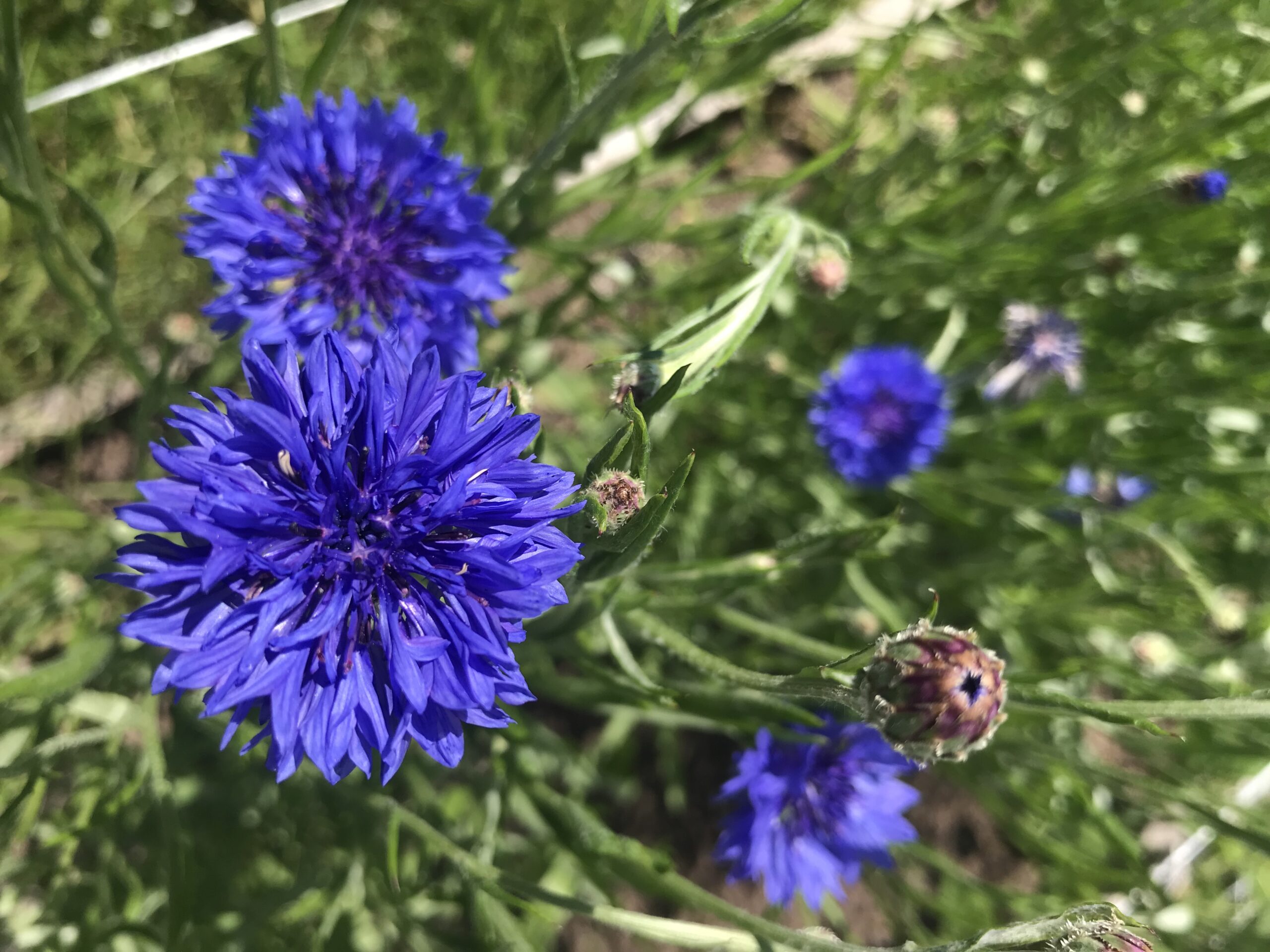 Bachelor Button Florist Blue Seeds