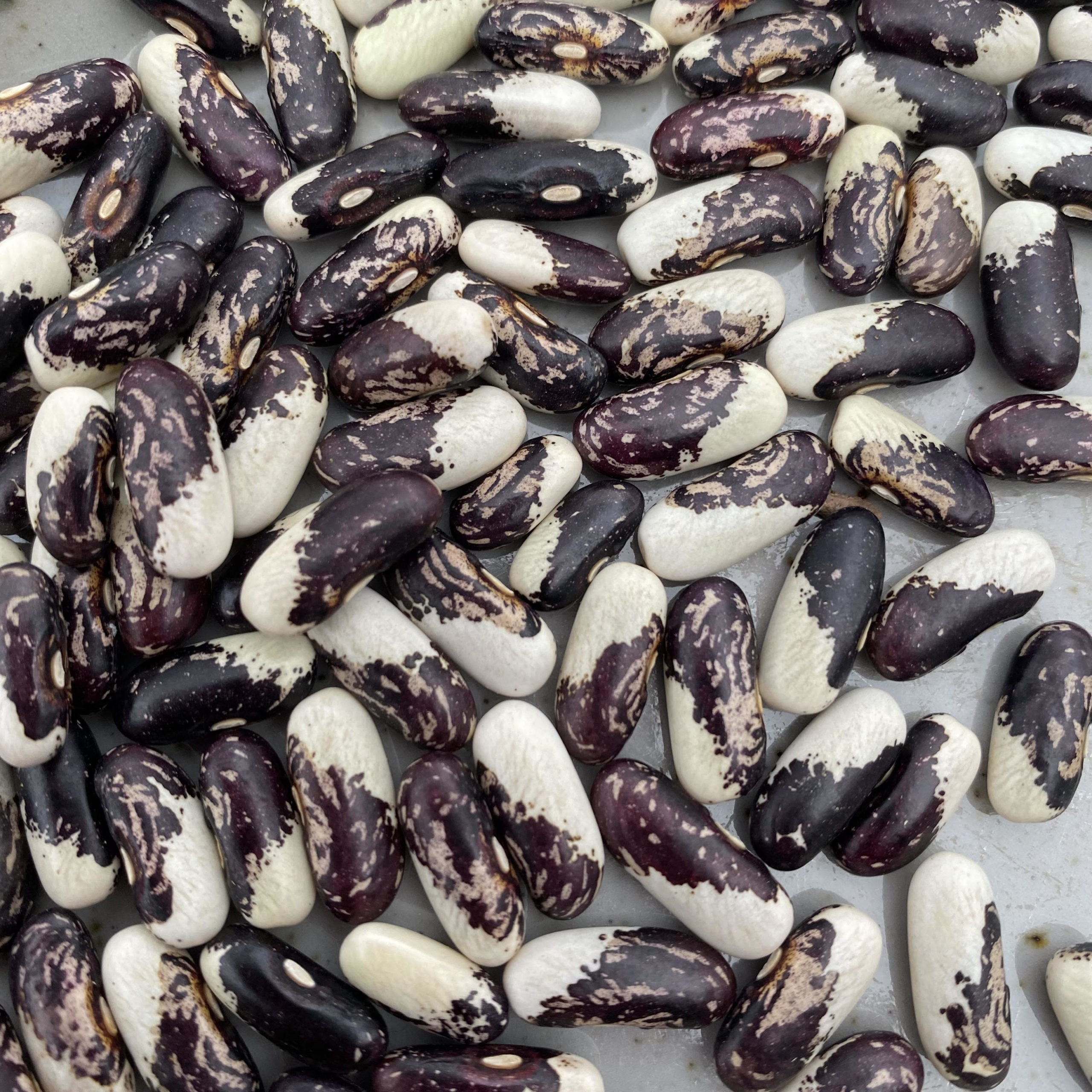 Apache Bush Bean Seeds