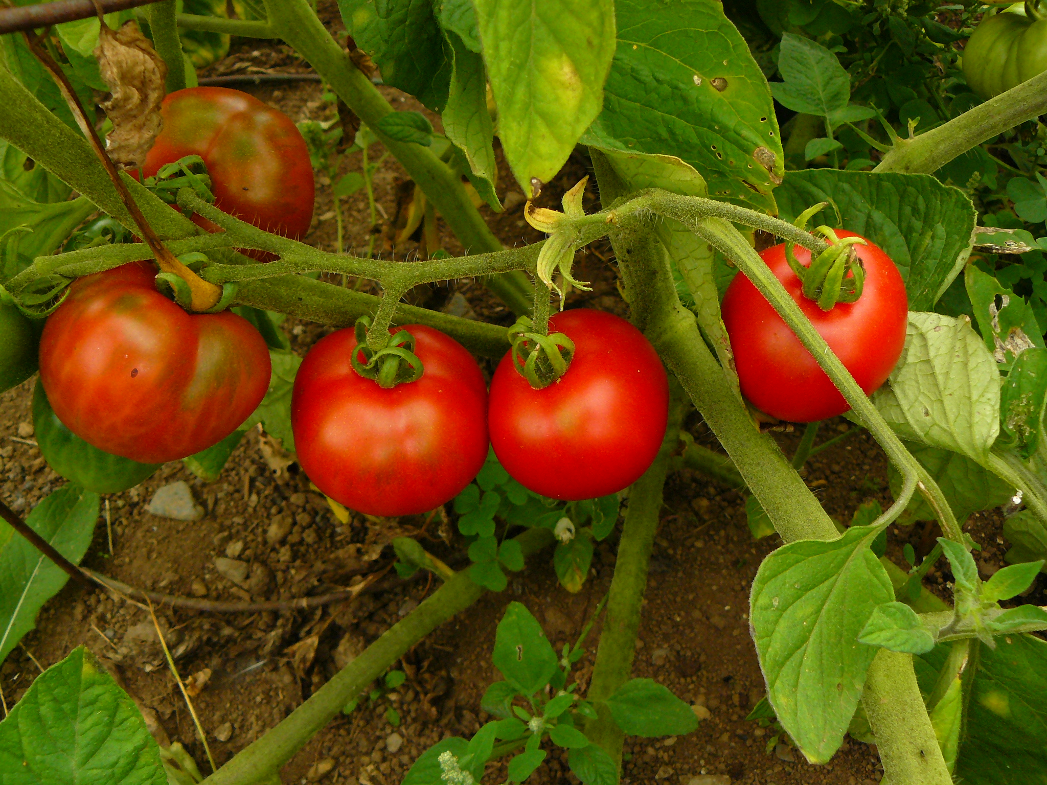 Bison Determinate Red Slicing Tomato Seeds