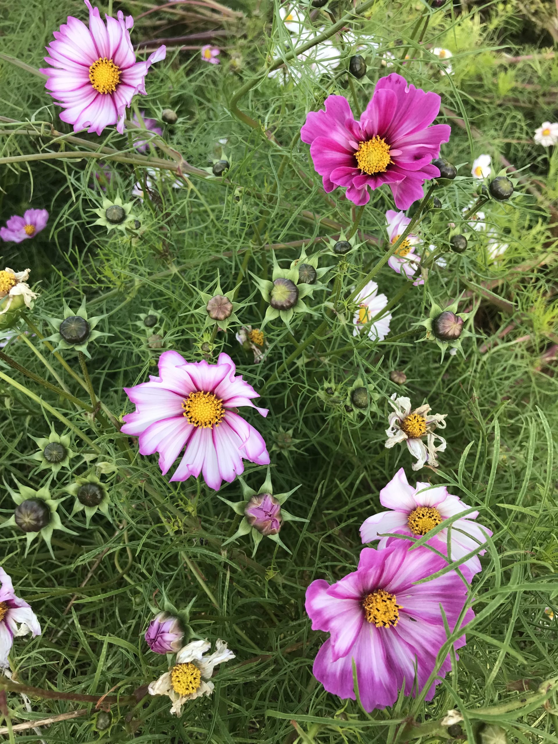 Off to Daydream Cosmos Seeds