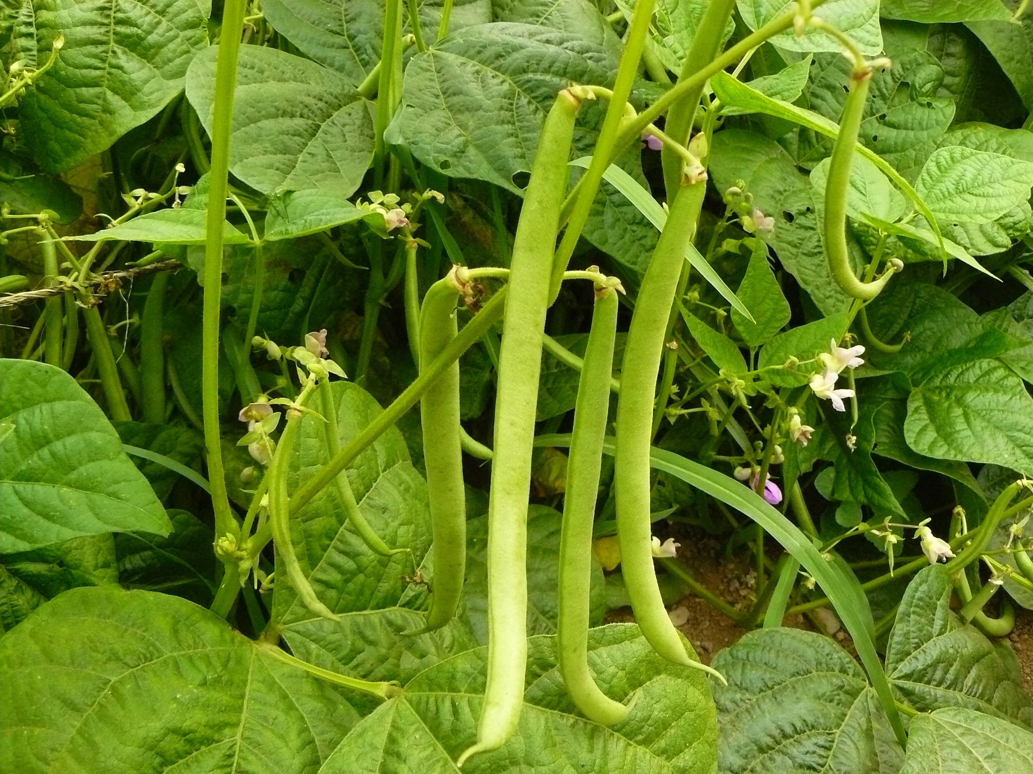 French Climbing Pole Bean Seeds
