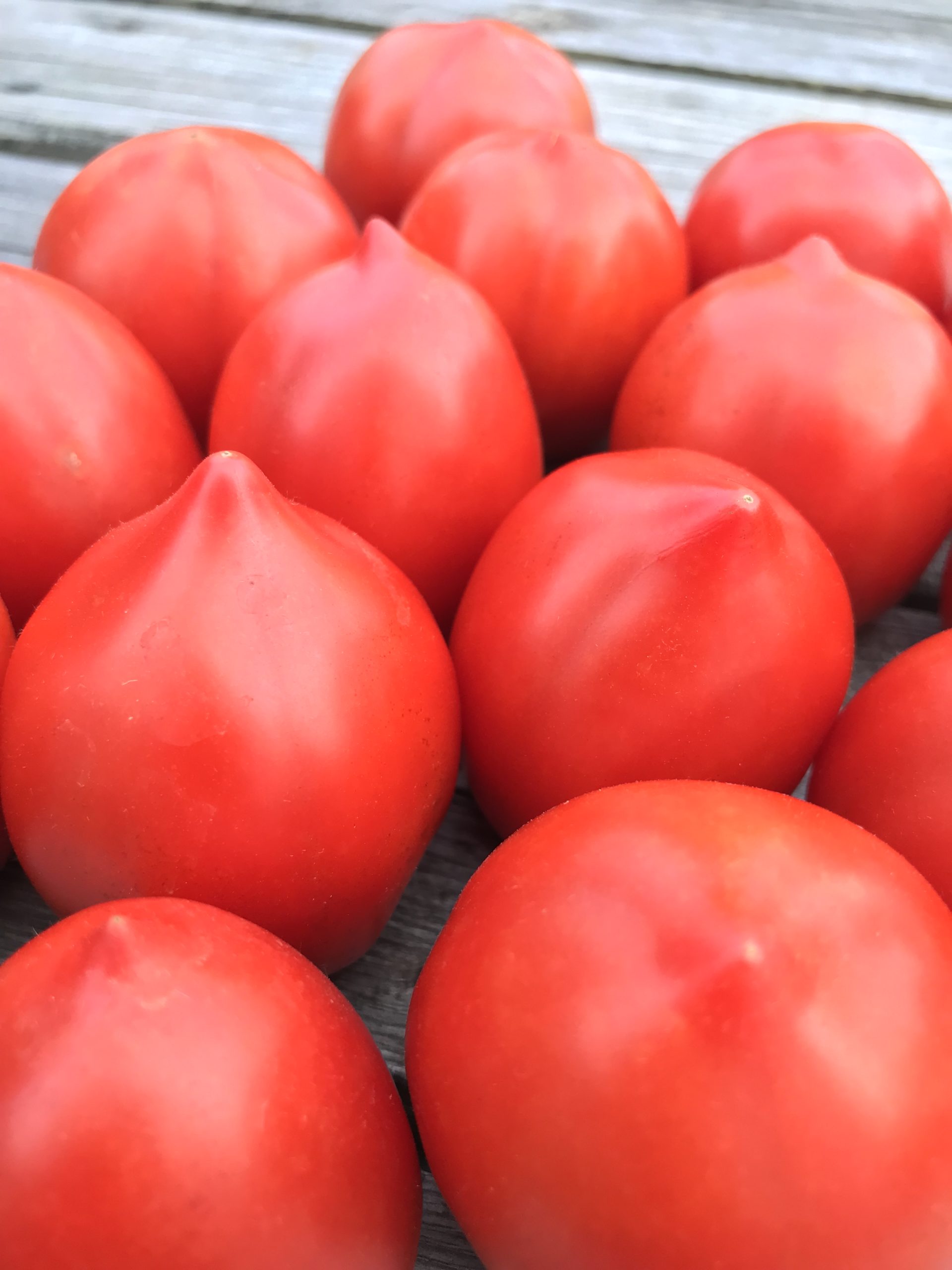 Northern Ruby Determinate Paste Tomato Seeds