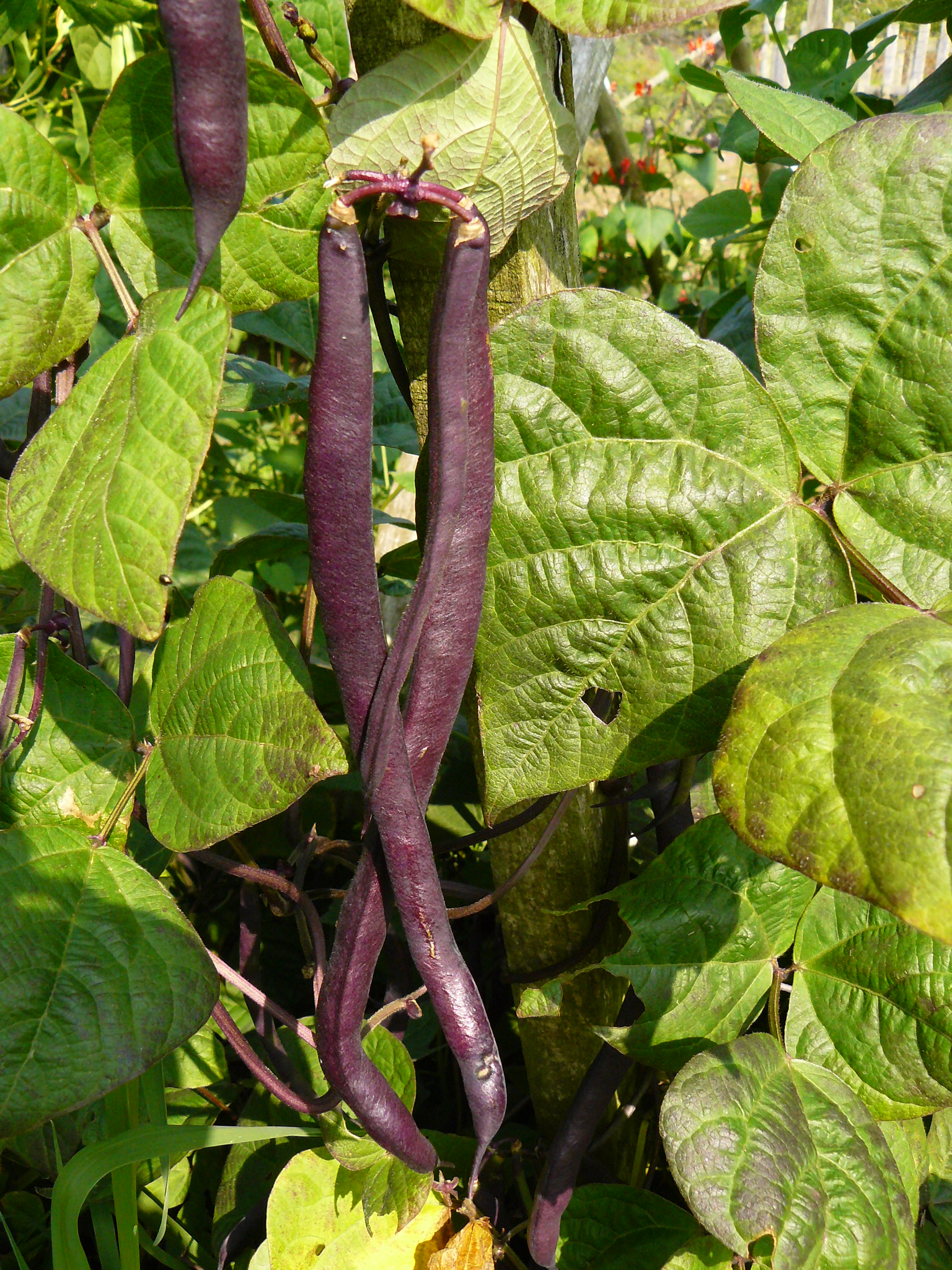 Trionfo Violetto Pole Bean Seeds