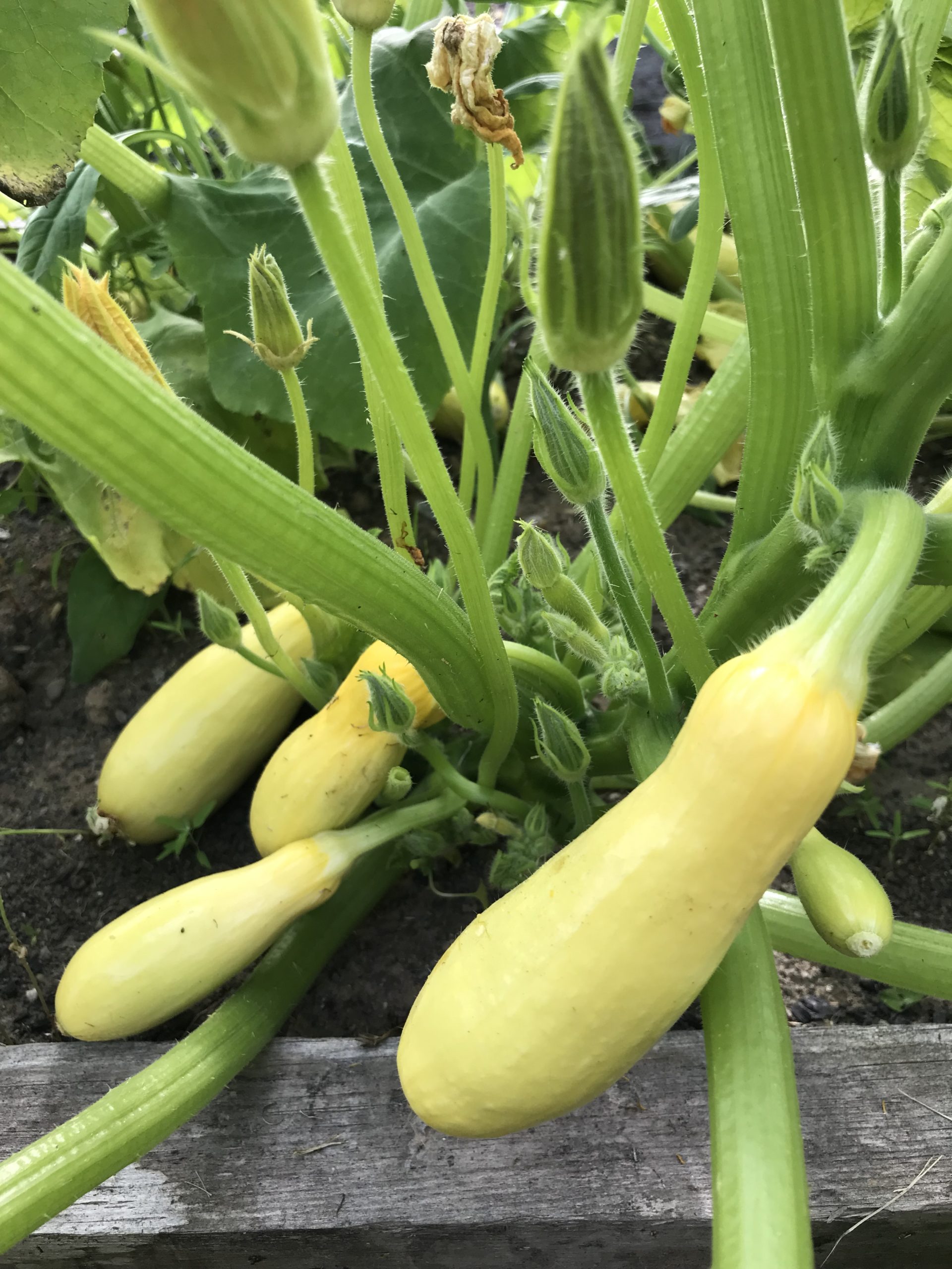 Success PM Yellow Zucchini Squash Seeds