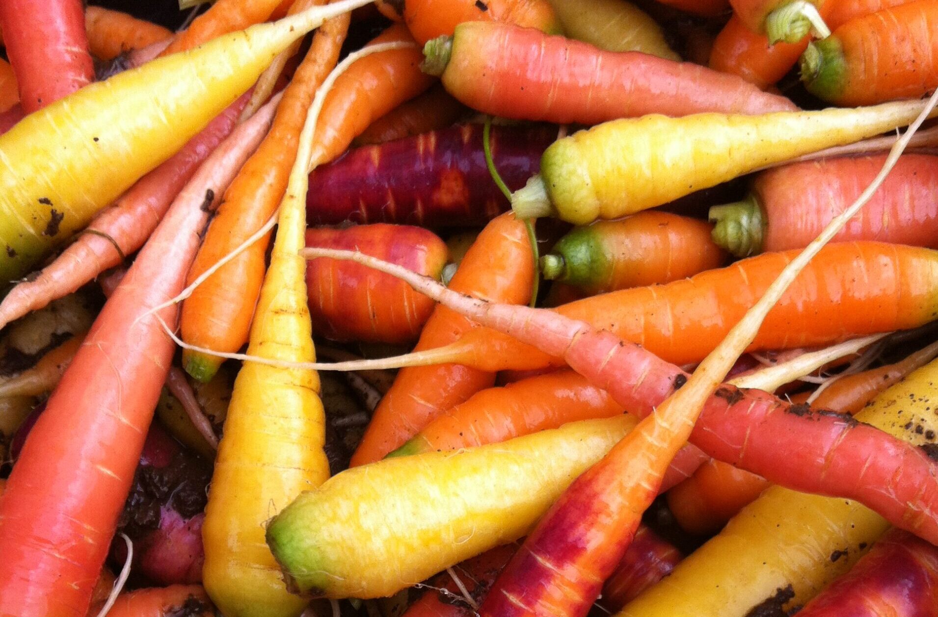 Over The Rainbow Carrot Seeds