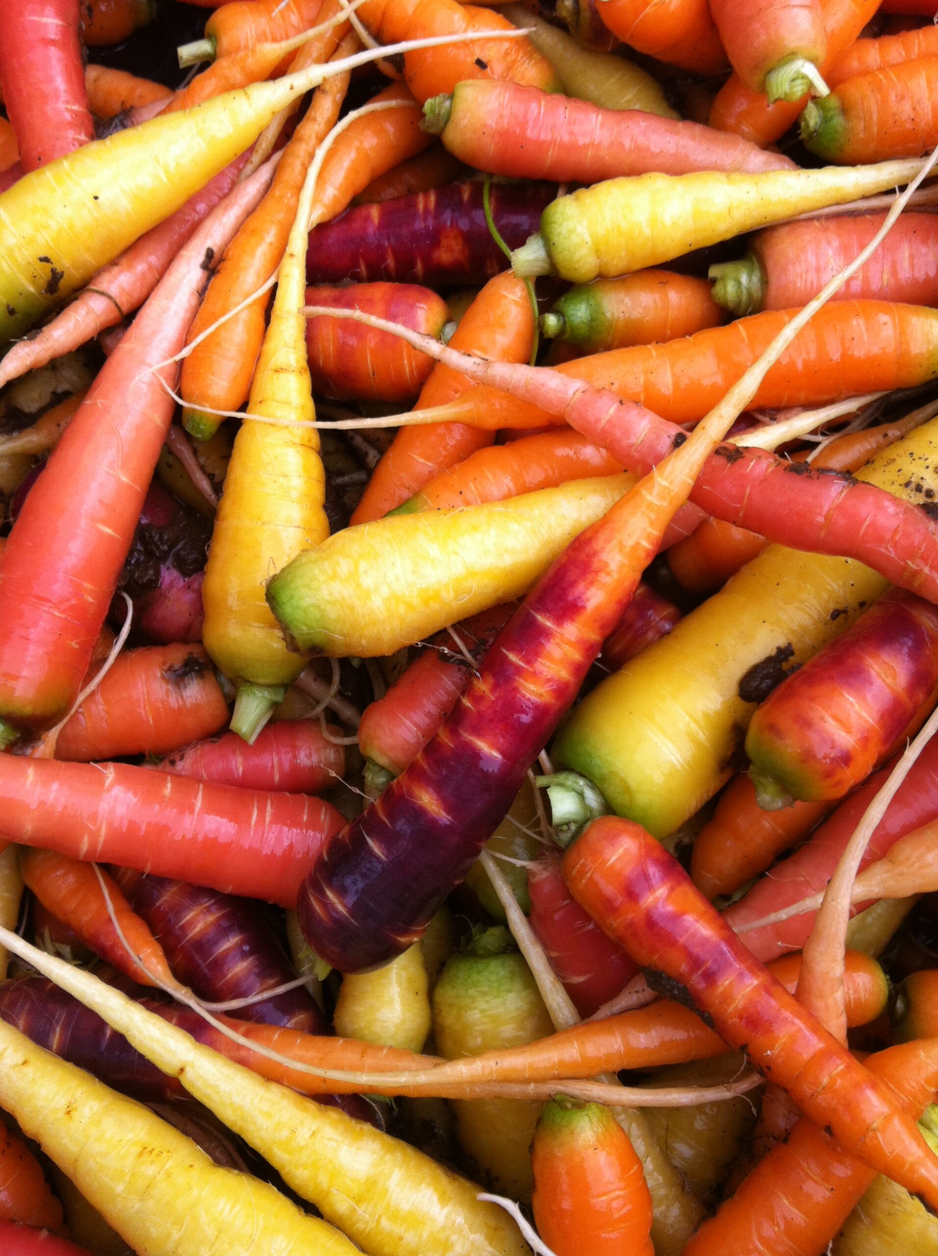 Over The Rainbow Carrot Seeds
