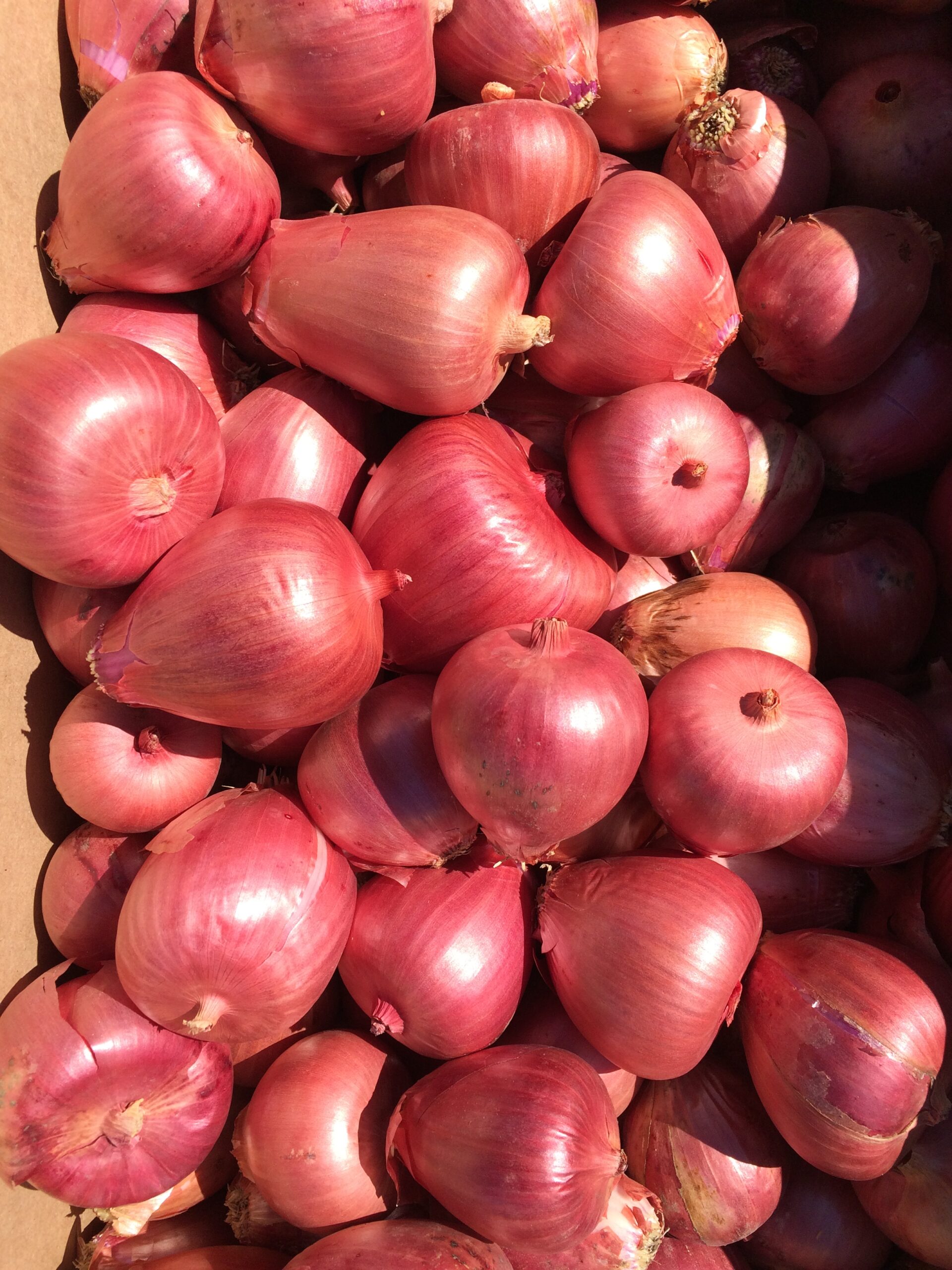 Rossa di Milano Red Onion Seeds