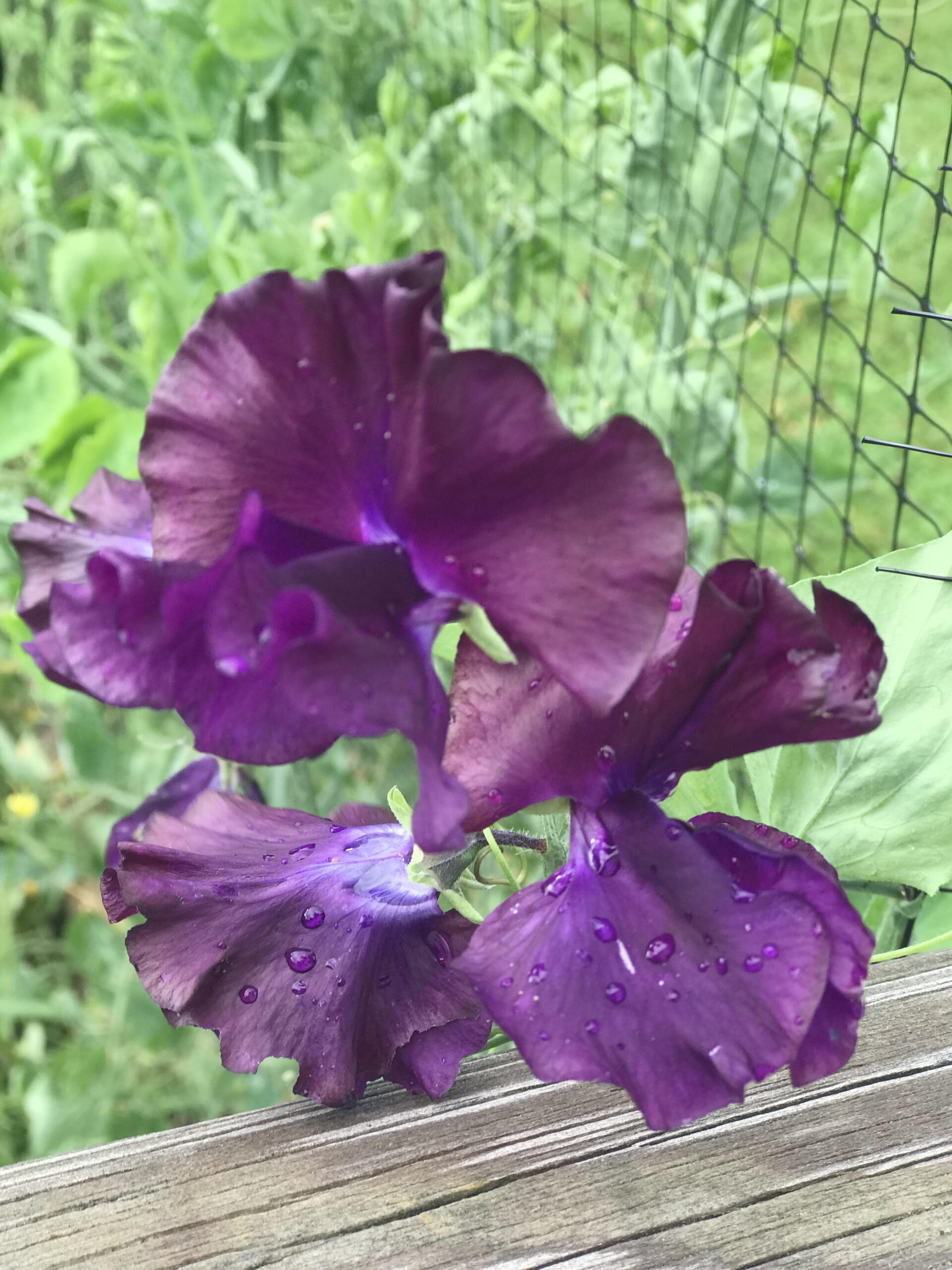 Sweet Pea Seed Sale